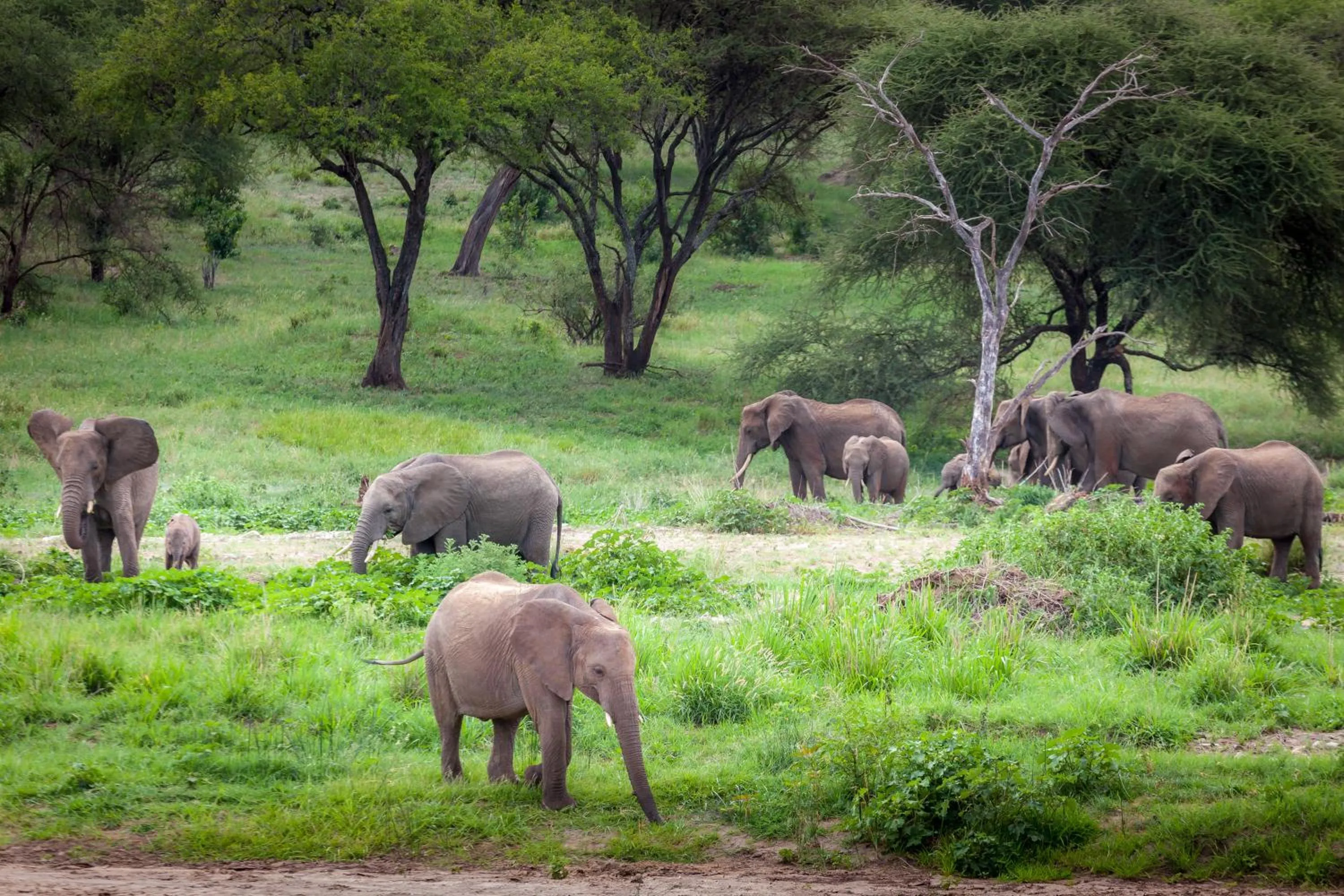 Natural landscape in Baobab Tented Camp