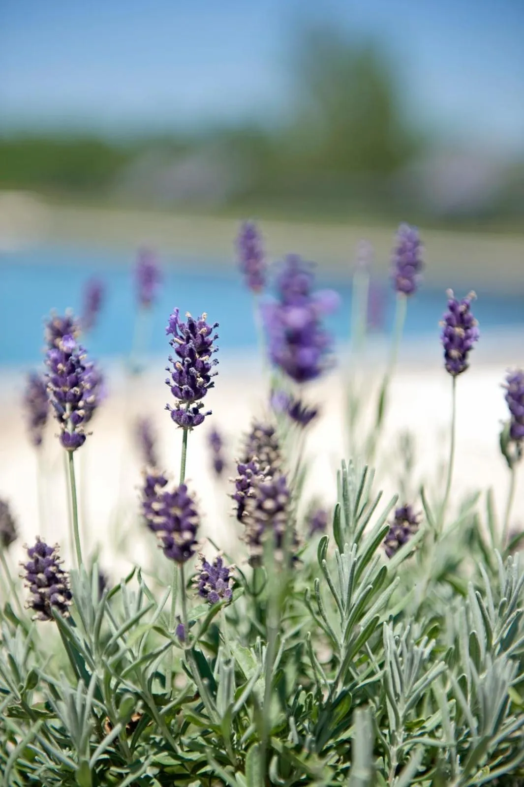 Summer in Domaine de L'Isle Basse