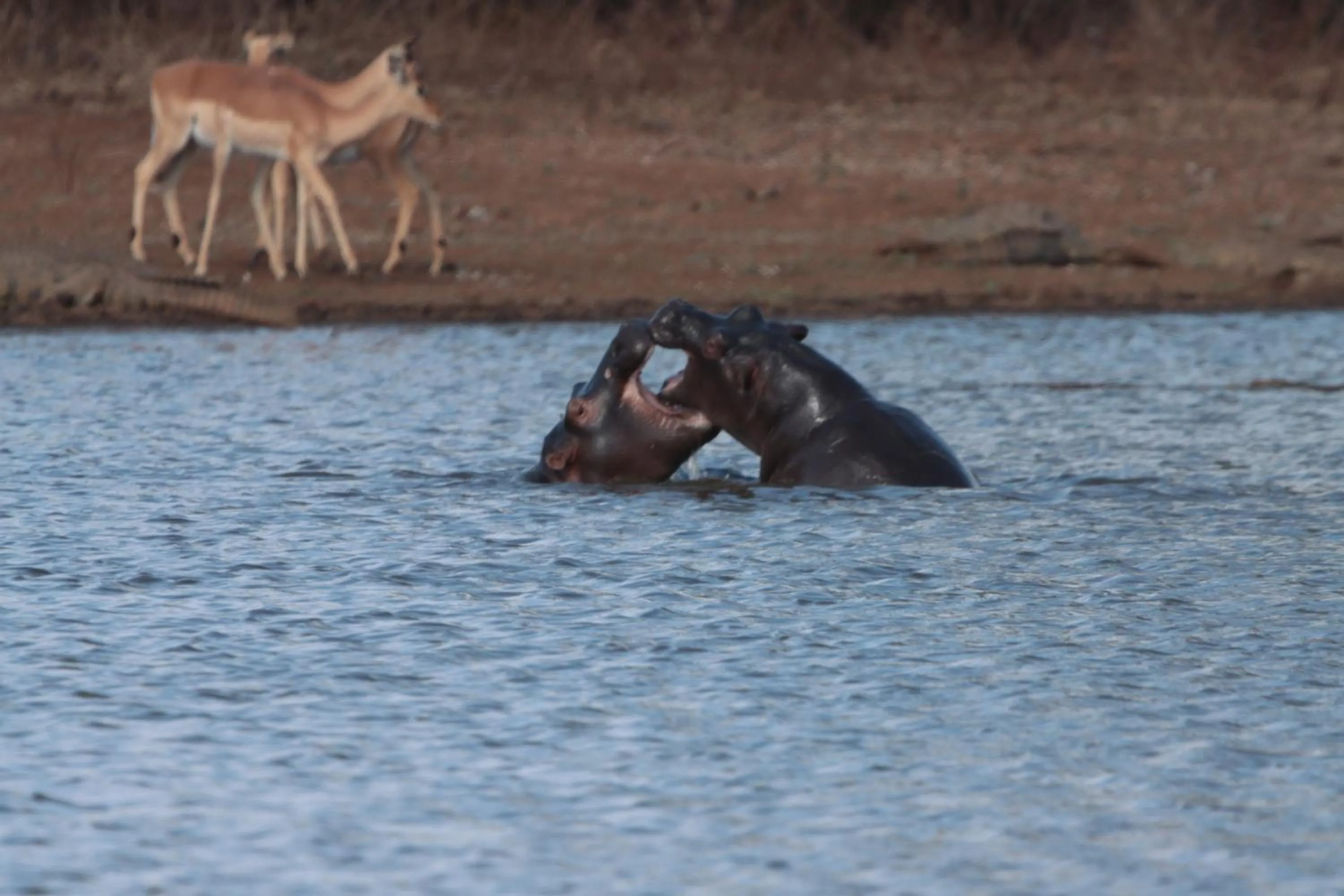 Animals in Doringpoort Lodge