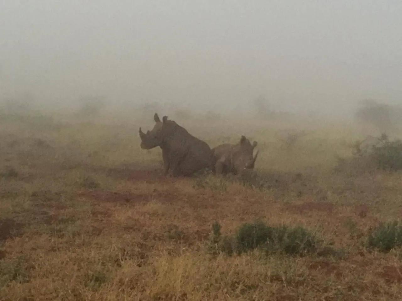 Animals in Doringpoort Lodge