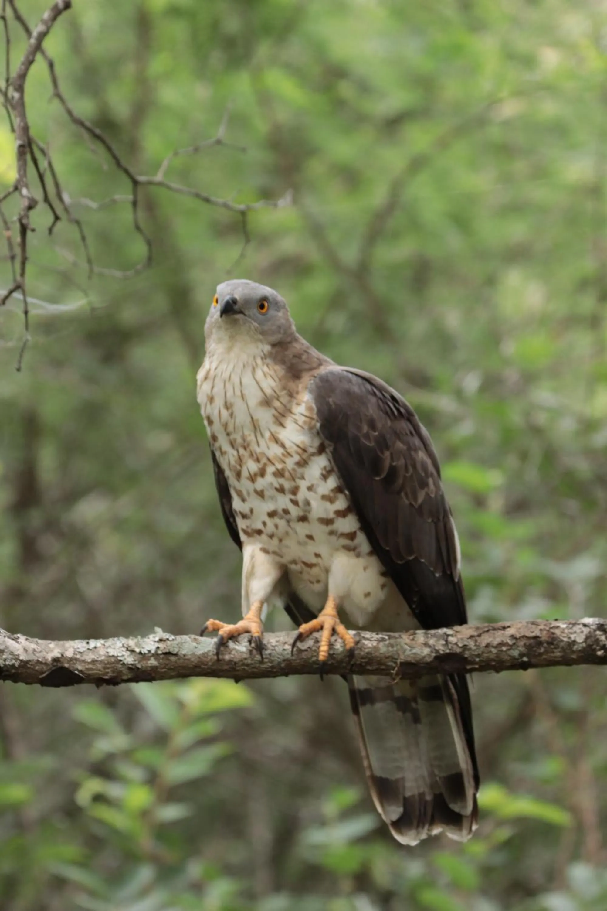 Animals in Doringpoort Lodge