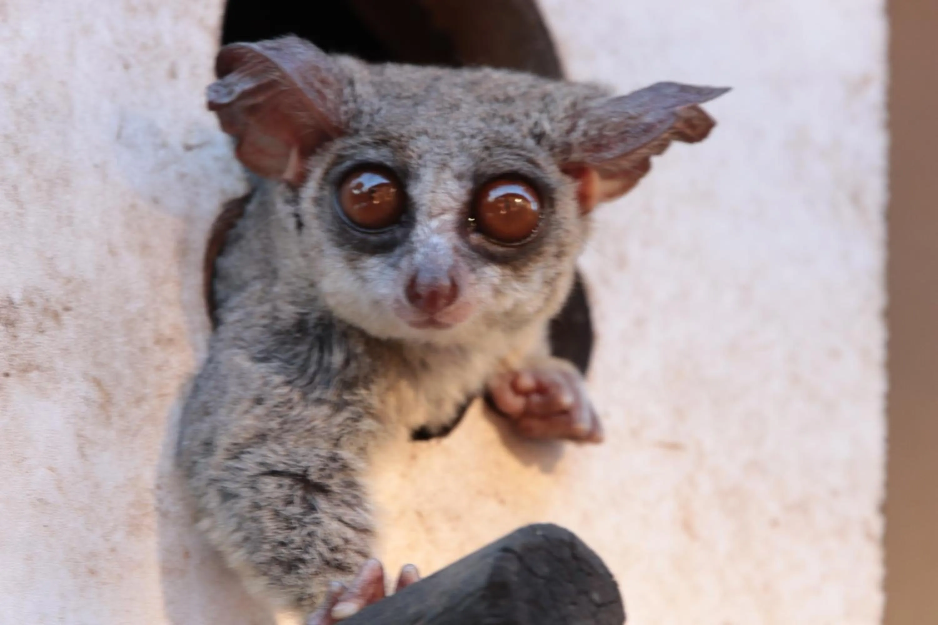 Animals in Doringpoort Lodge