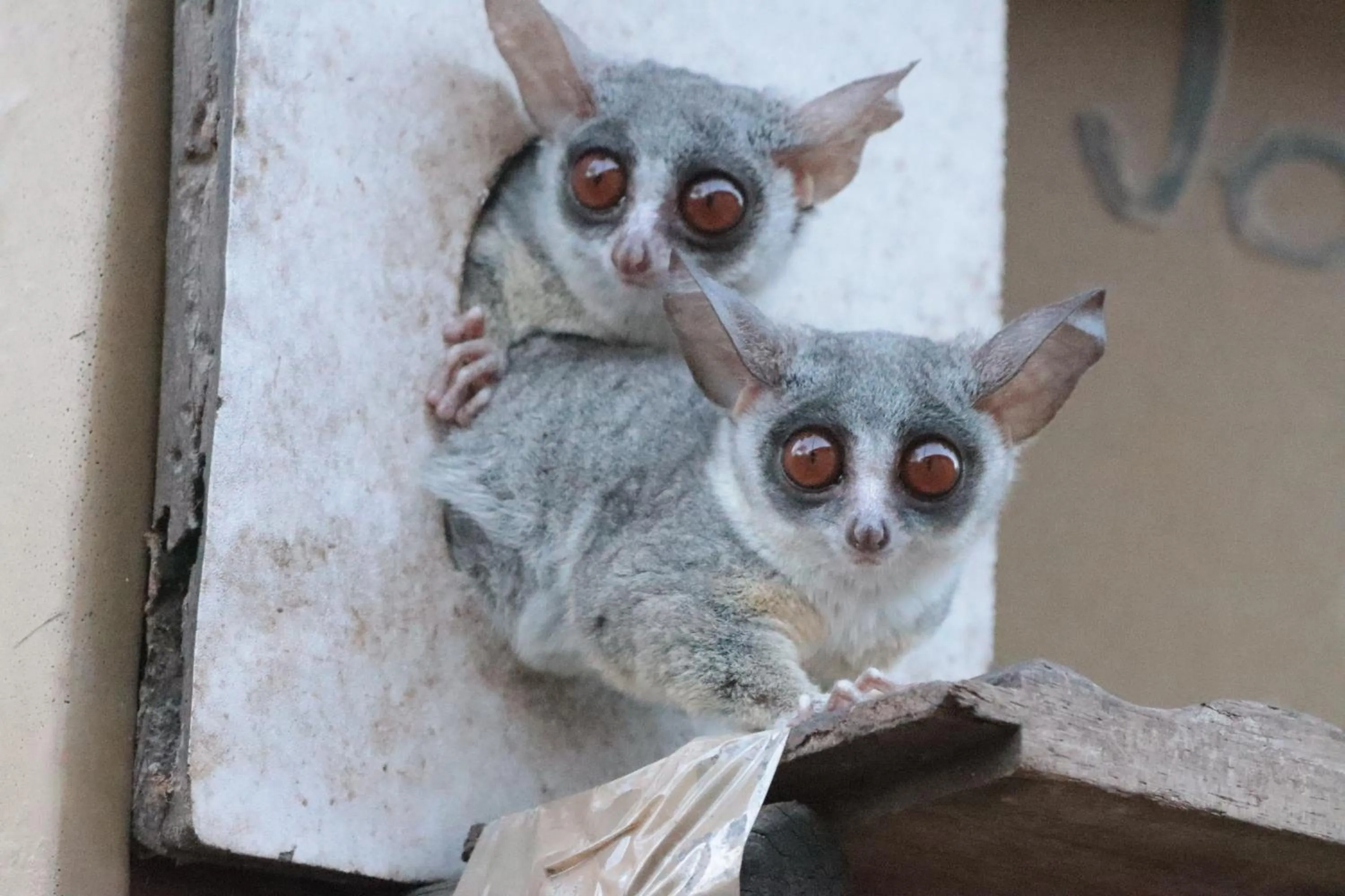 Animals in Doringpoort Lodge