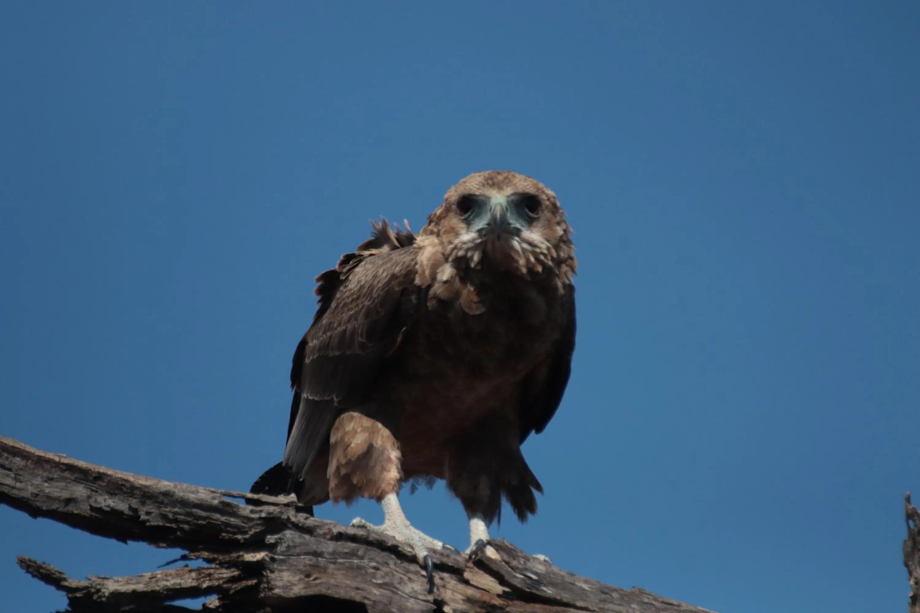 Animals in Doringpoort Lodge