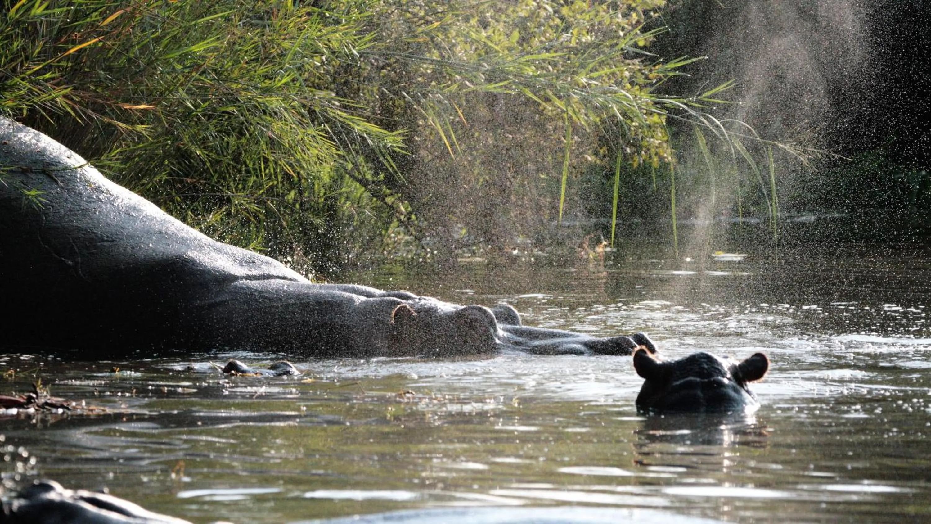 Animals in Doringpoort Lodge