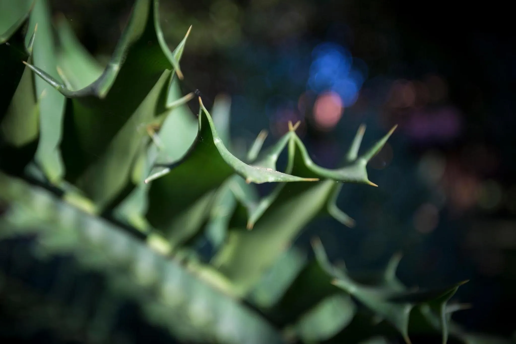 Garden in Doringpoort Lodge