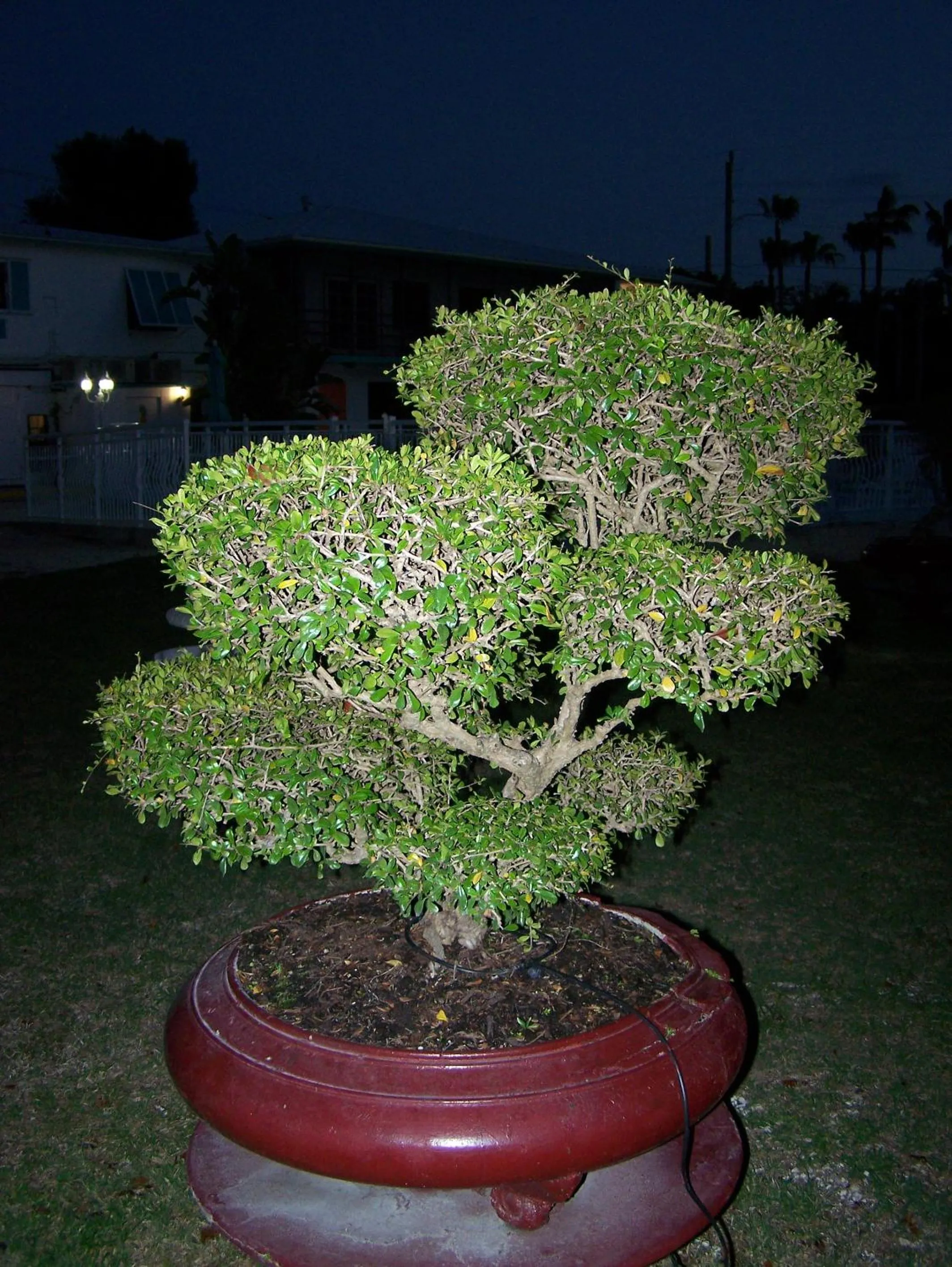 Garden in Rock Reef Resort