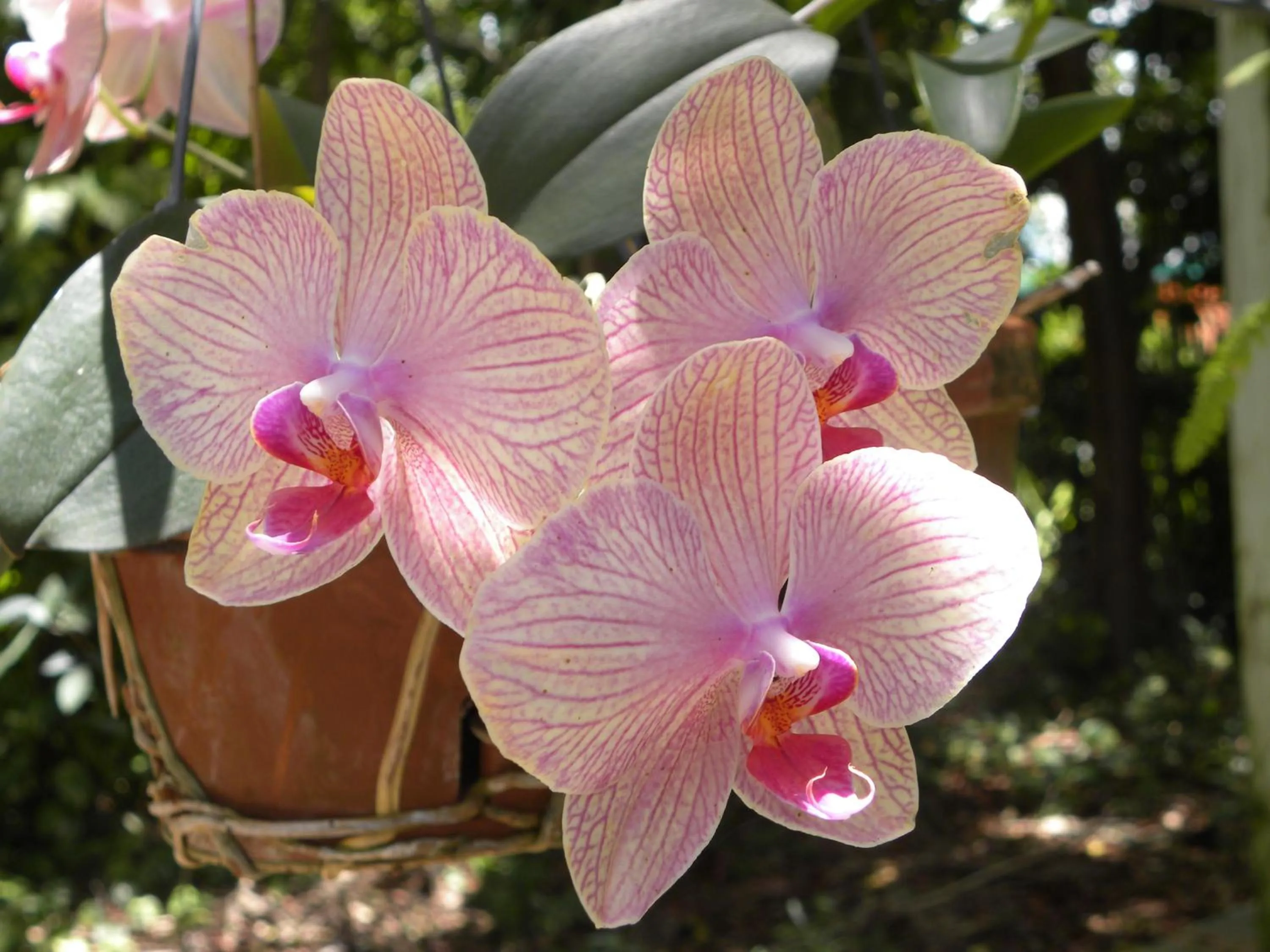 Decorative detail in Rock Reef Resort