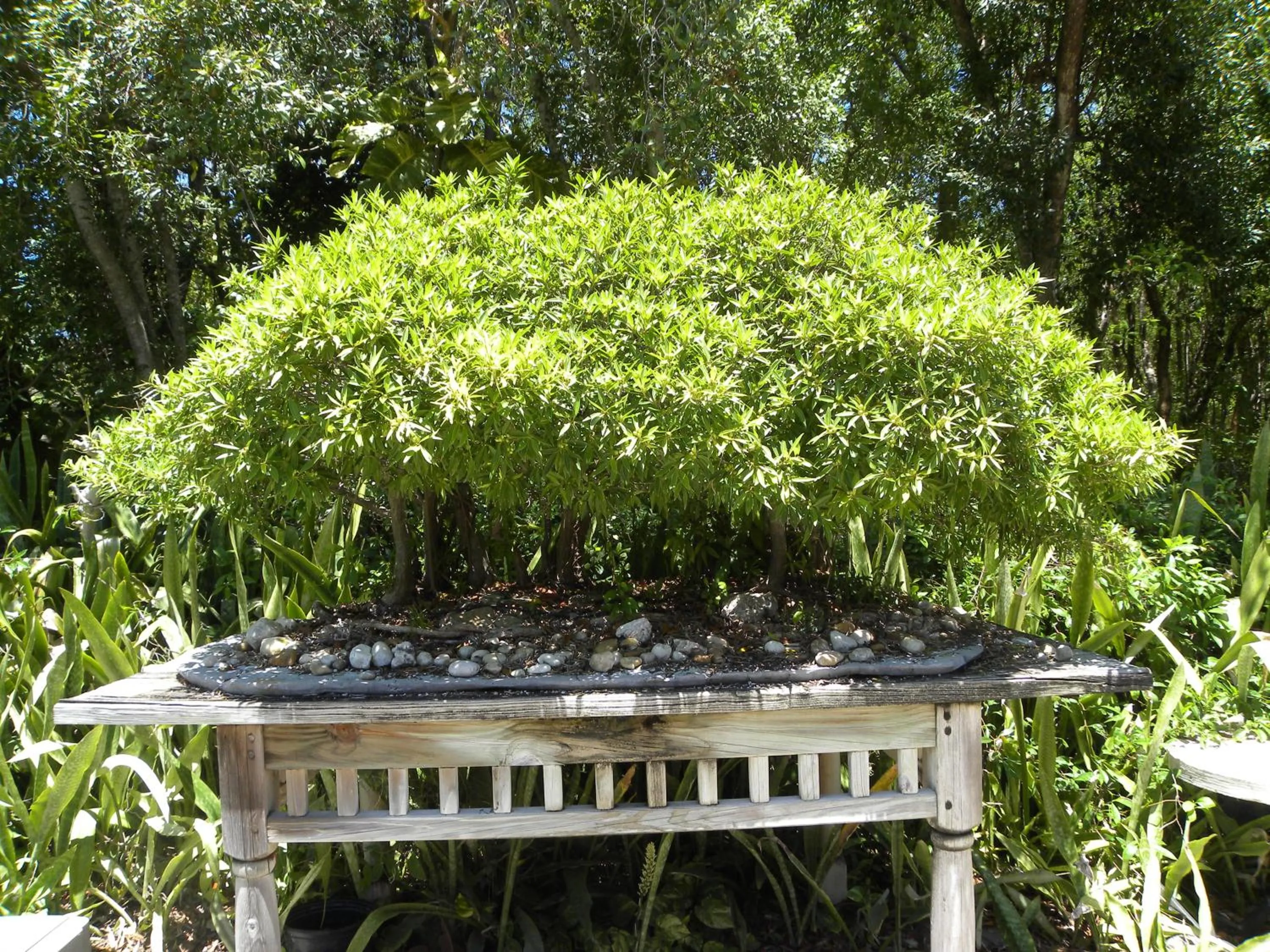 Garden in Rock Reef Resort