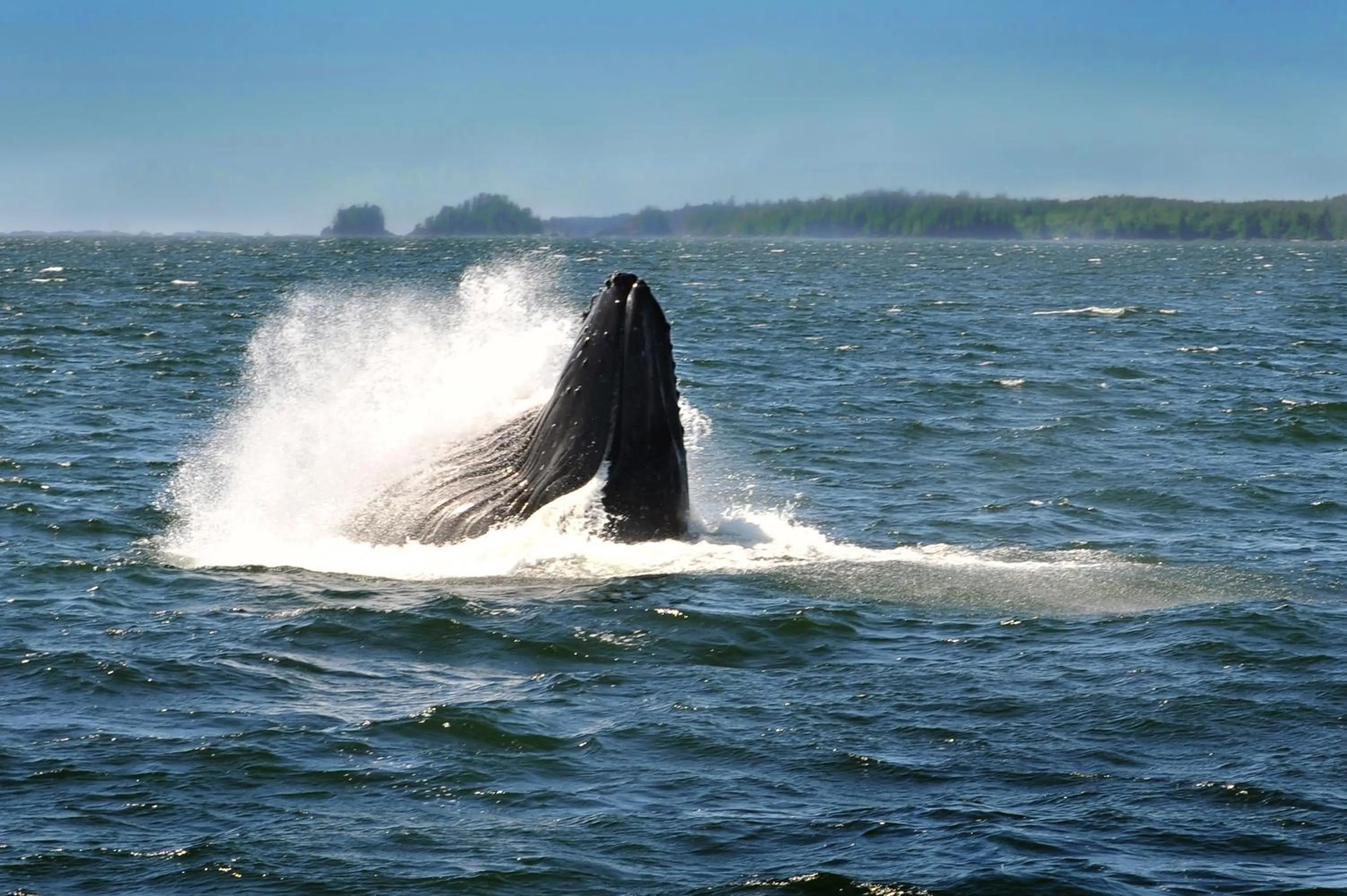 Animals in Black Rock Oceanfront Resort