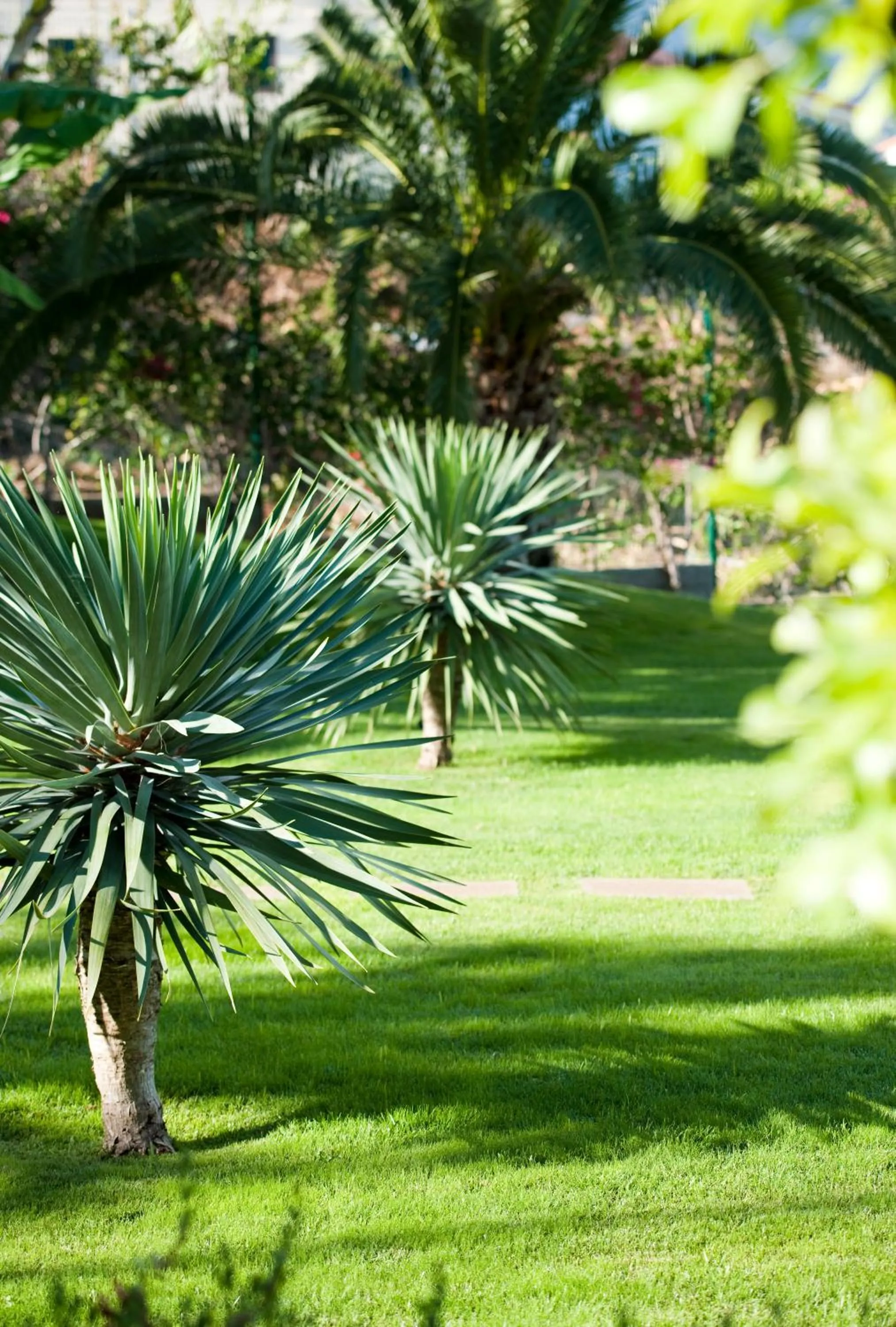 Garden in Madeira Panorâmico Hotel