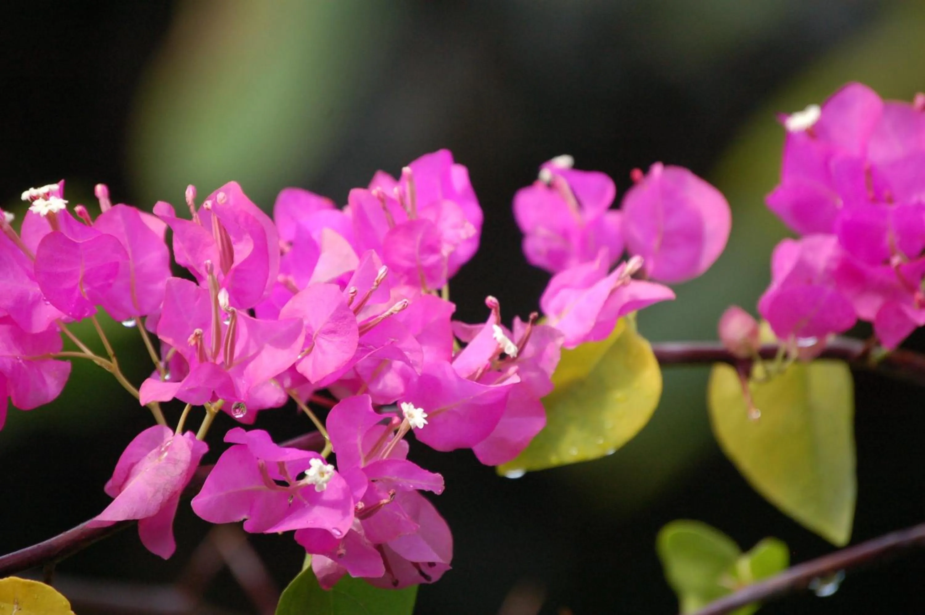 On site in Robinson's Cove Villas