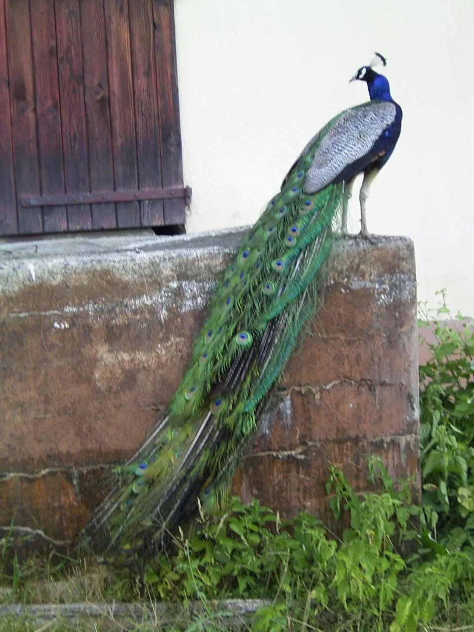 Animals in Le Paon Bleu Annecy Poisy