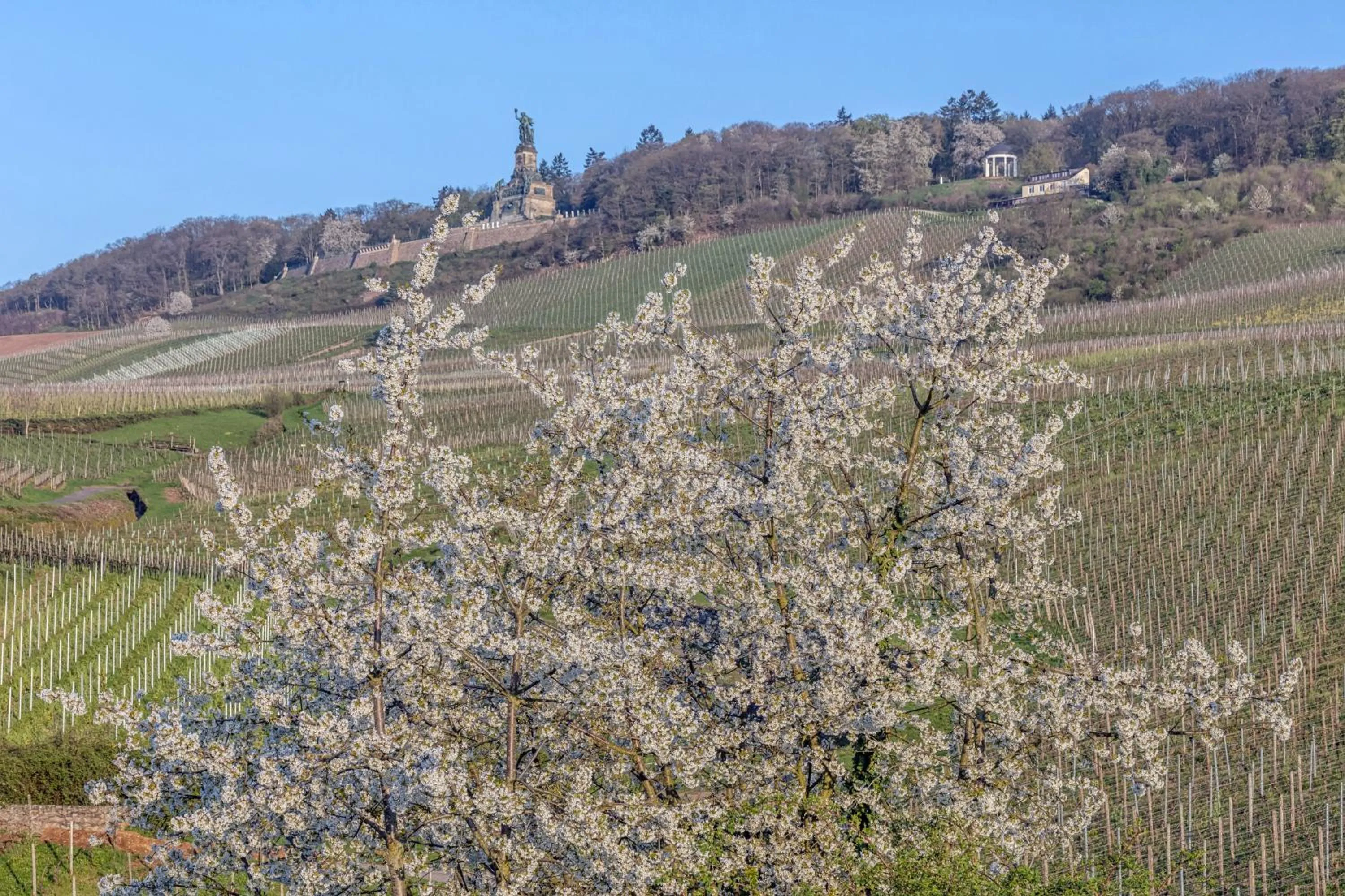 Natural landscape in Hotel Rose