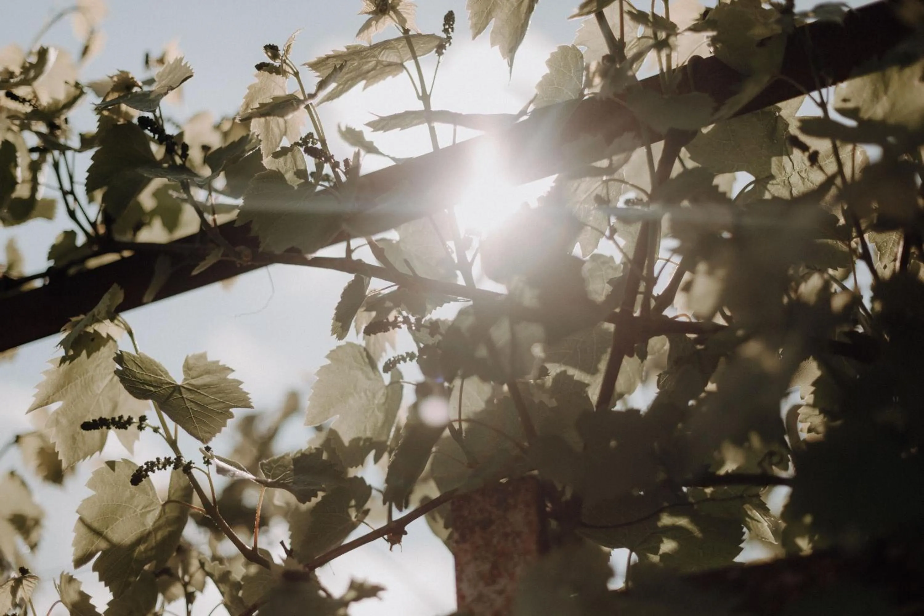 Restaurant/places to eat in Klosterhotel Neuzelle