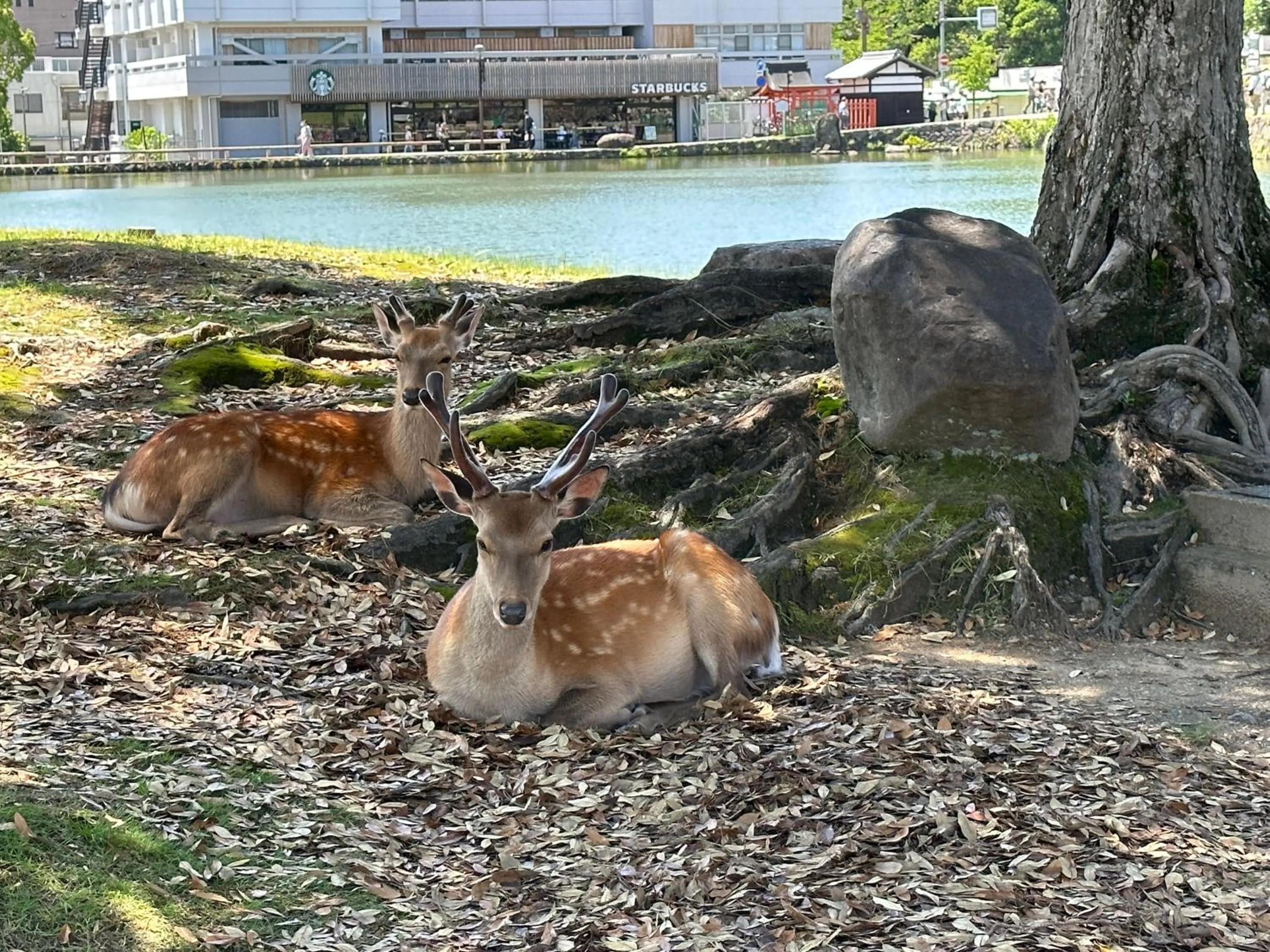 Animals in Ryokan Kousen Kazeya Group
