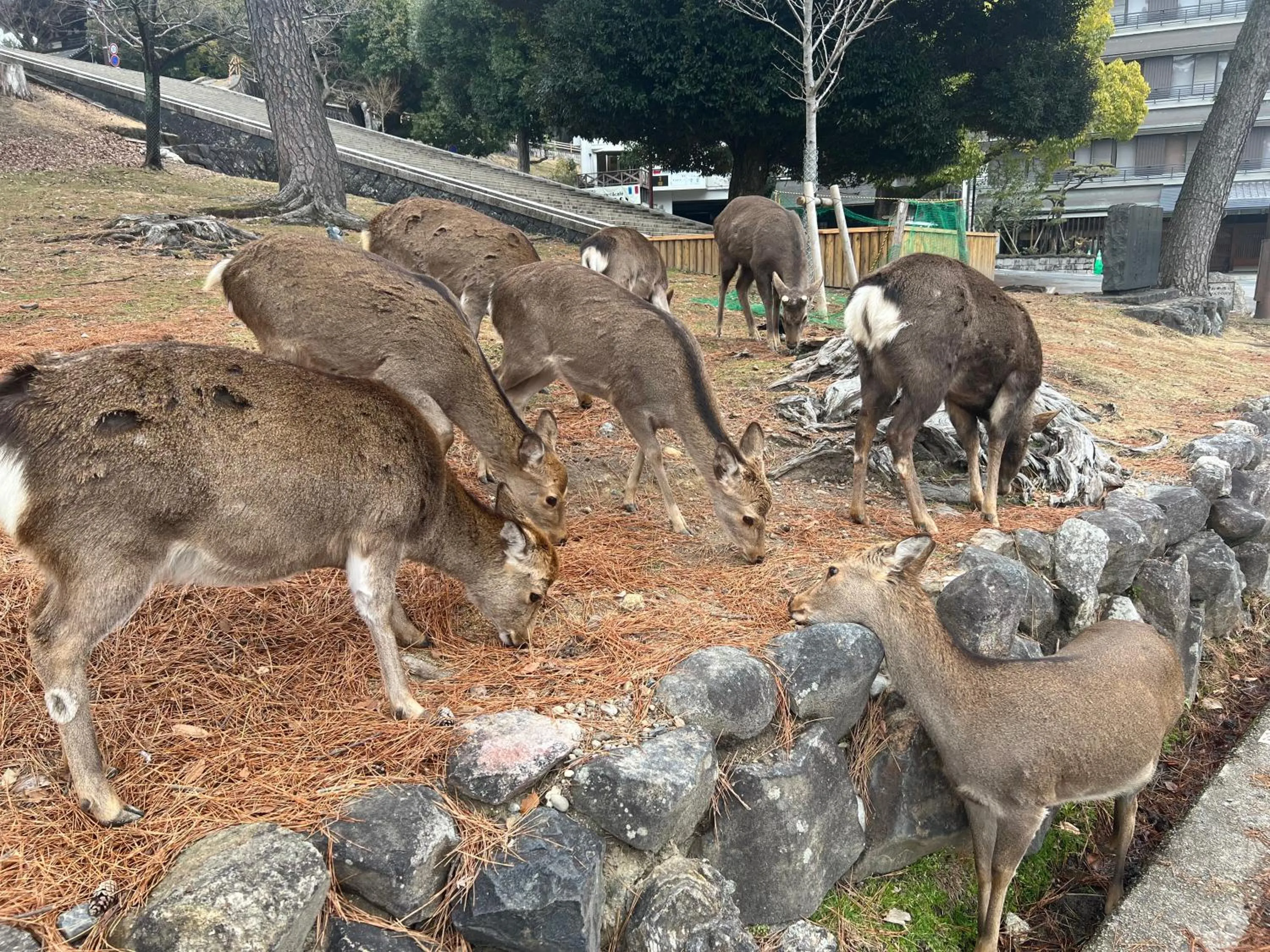 Animals in Ryokan Kousen Kazeya Group