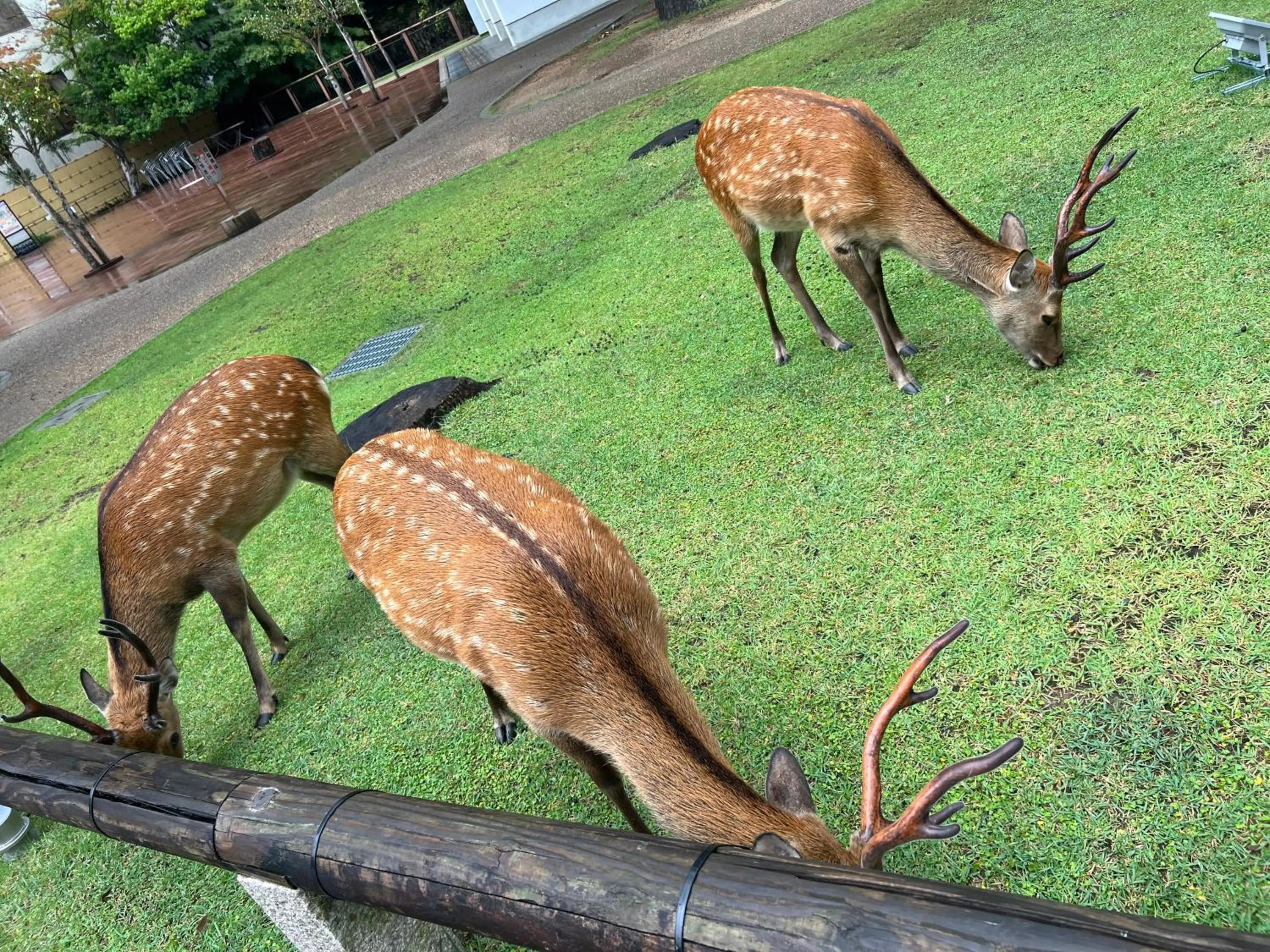 Animals in Ryokan Kousen Kazeya Group