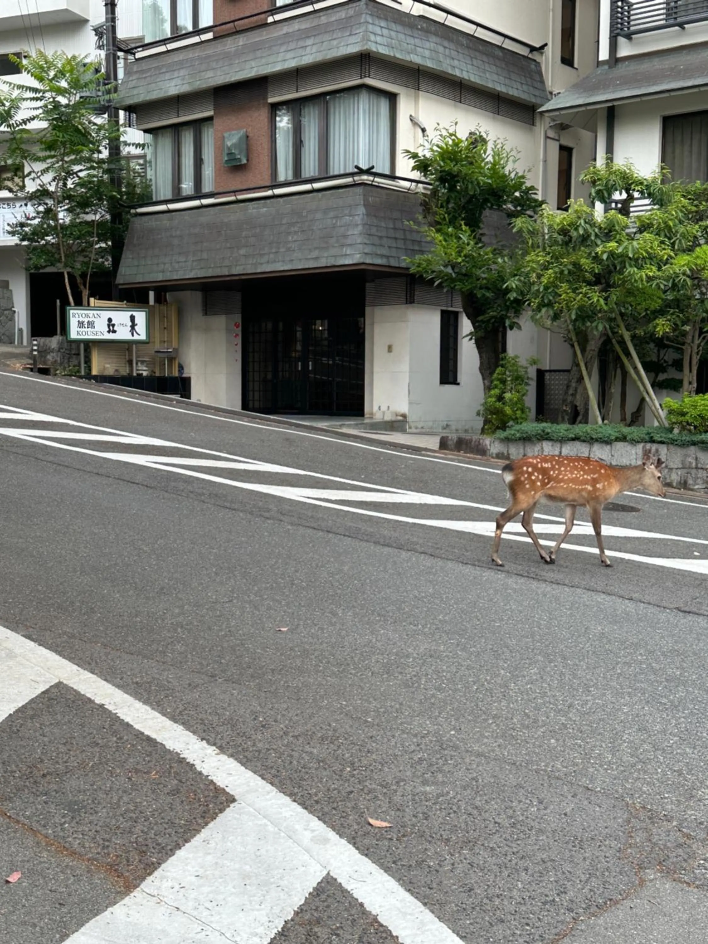 Animals in Ryokan Kousen Kazeya Group