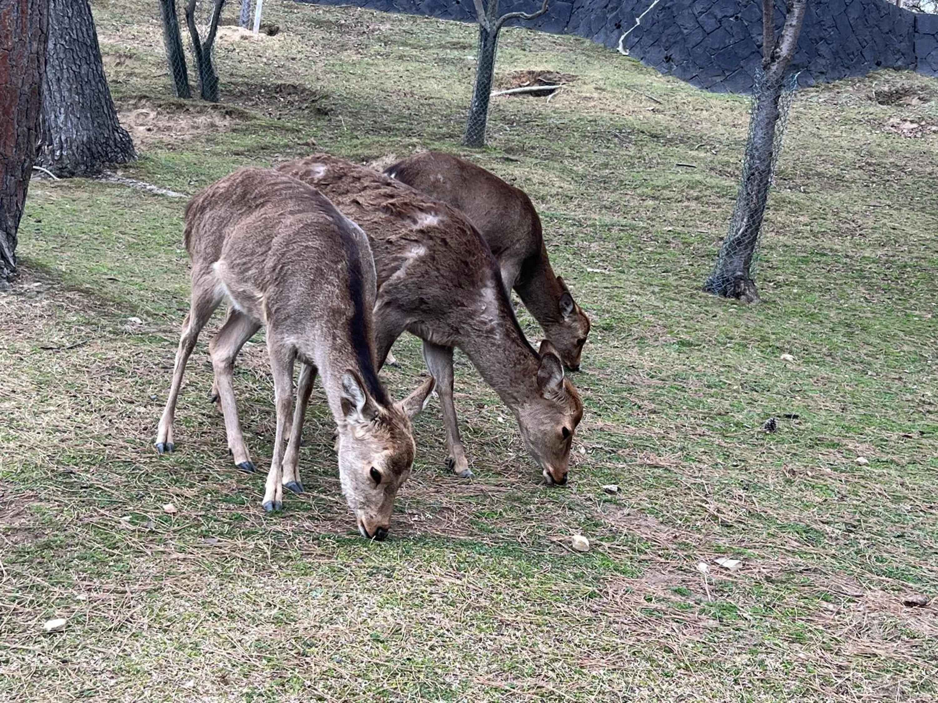 Animals in Ryokan Kousen Kazeya Group