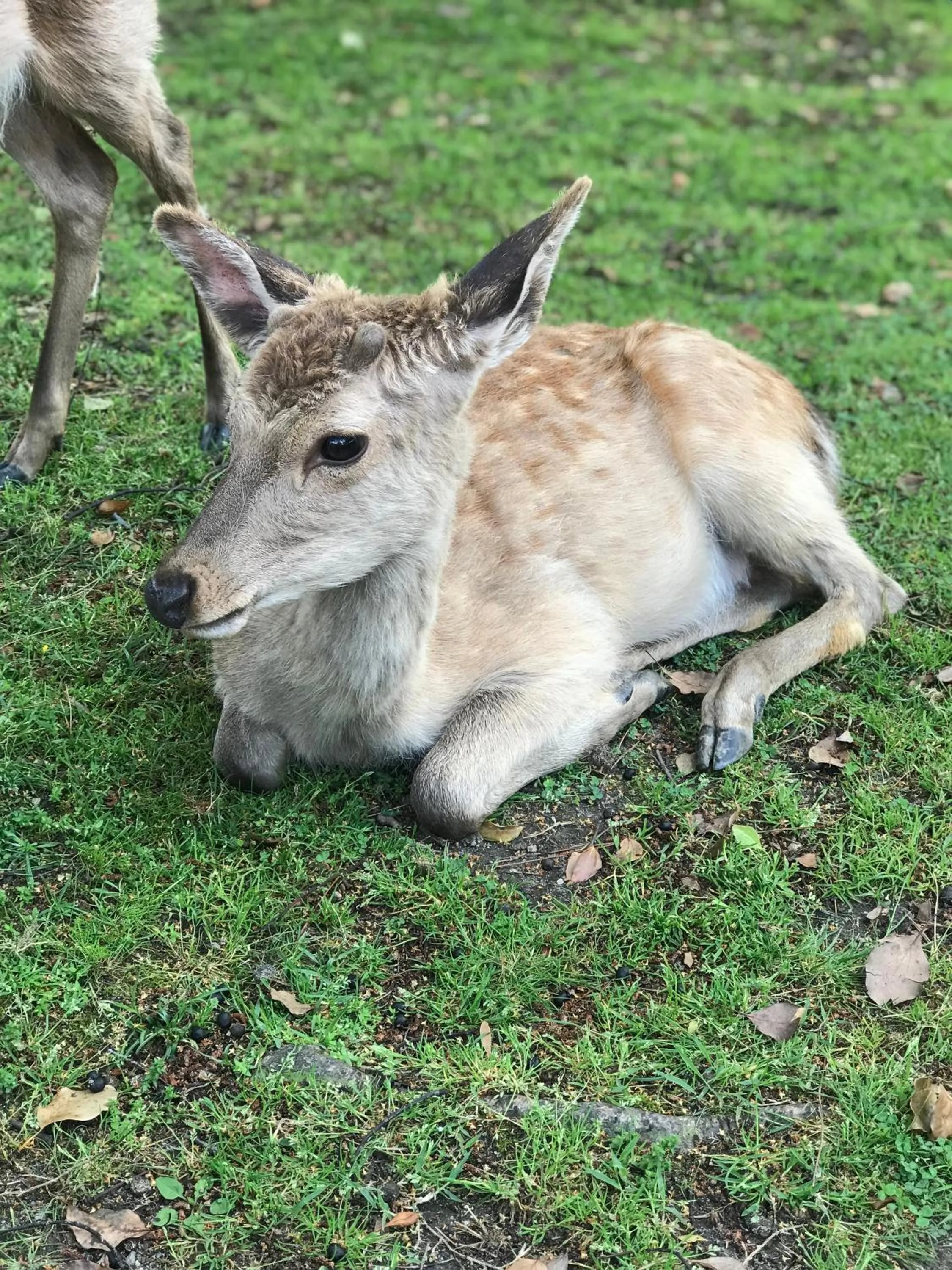 Animals in Ryokan Kousen Kazeya Group