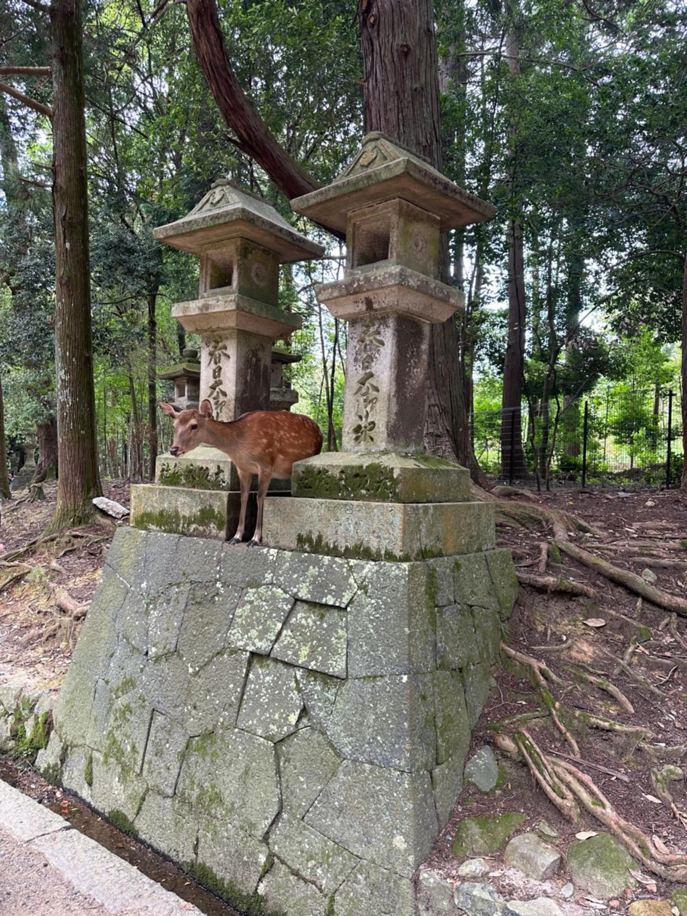 Animals in Ryokan Kousen Kazeya Group