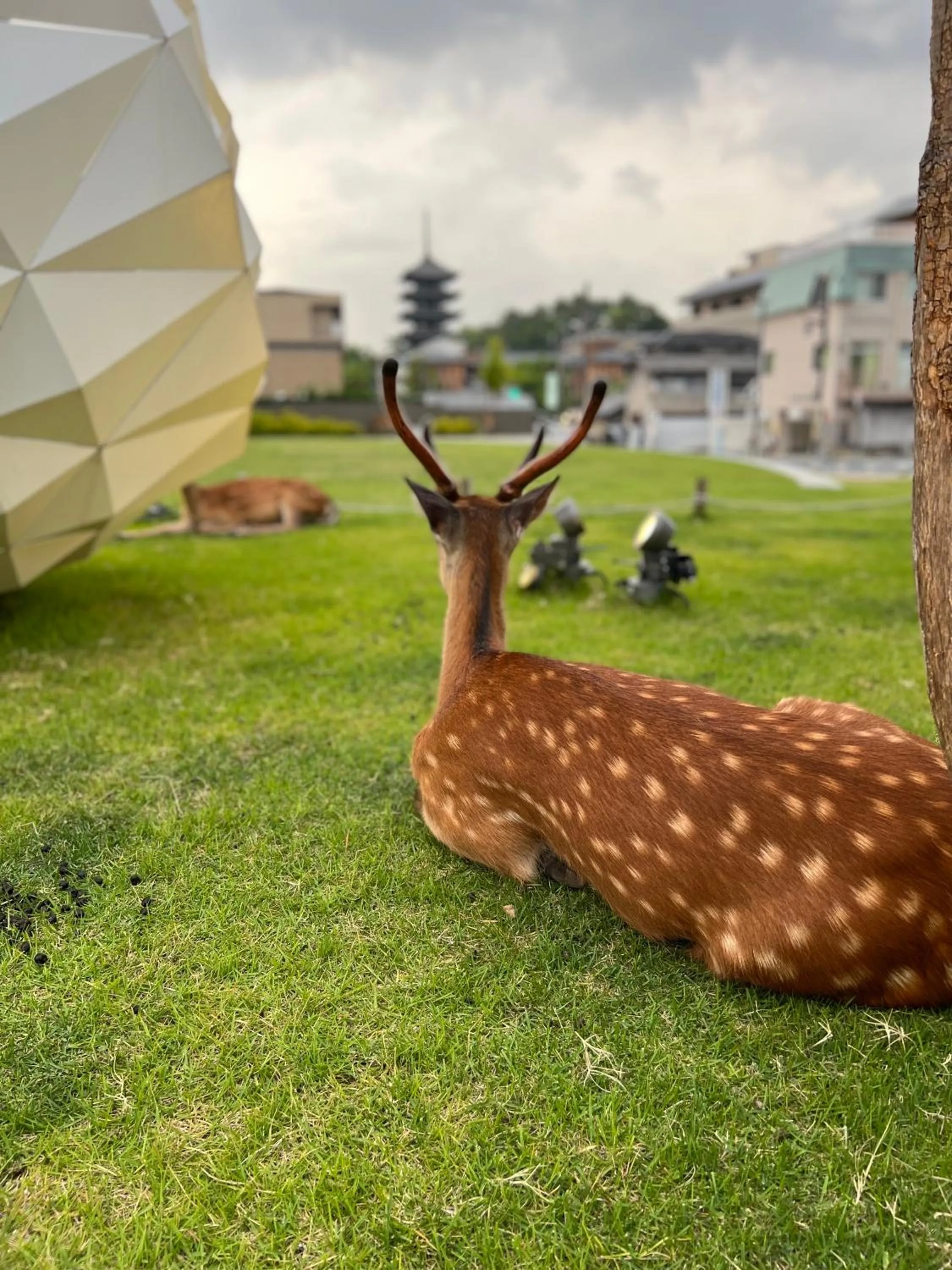 Animals in Ryokan Kousen Kazeya Group