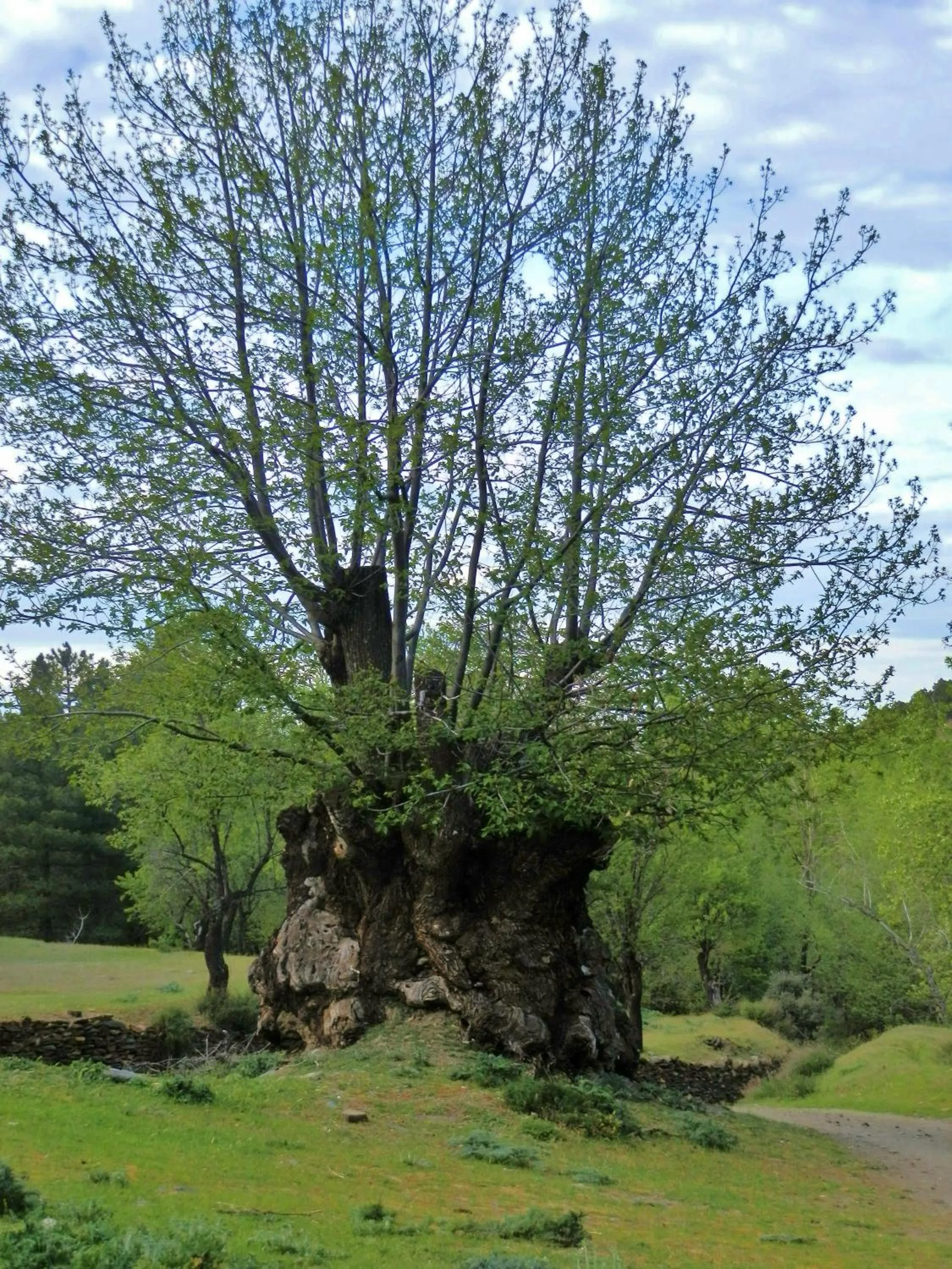 Spring in LABELLA - Hostal Rural Restaurante