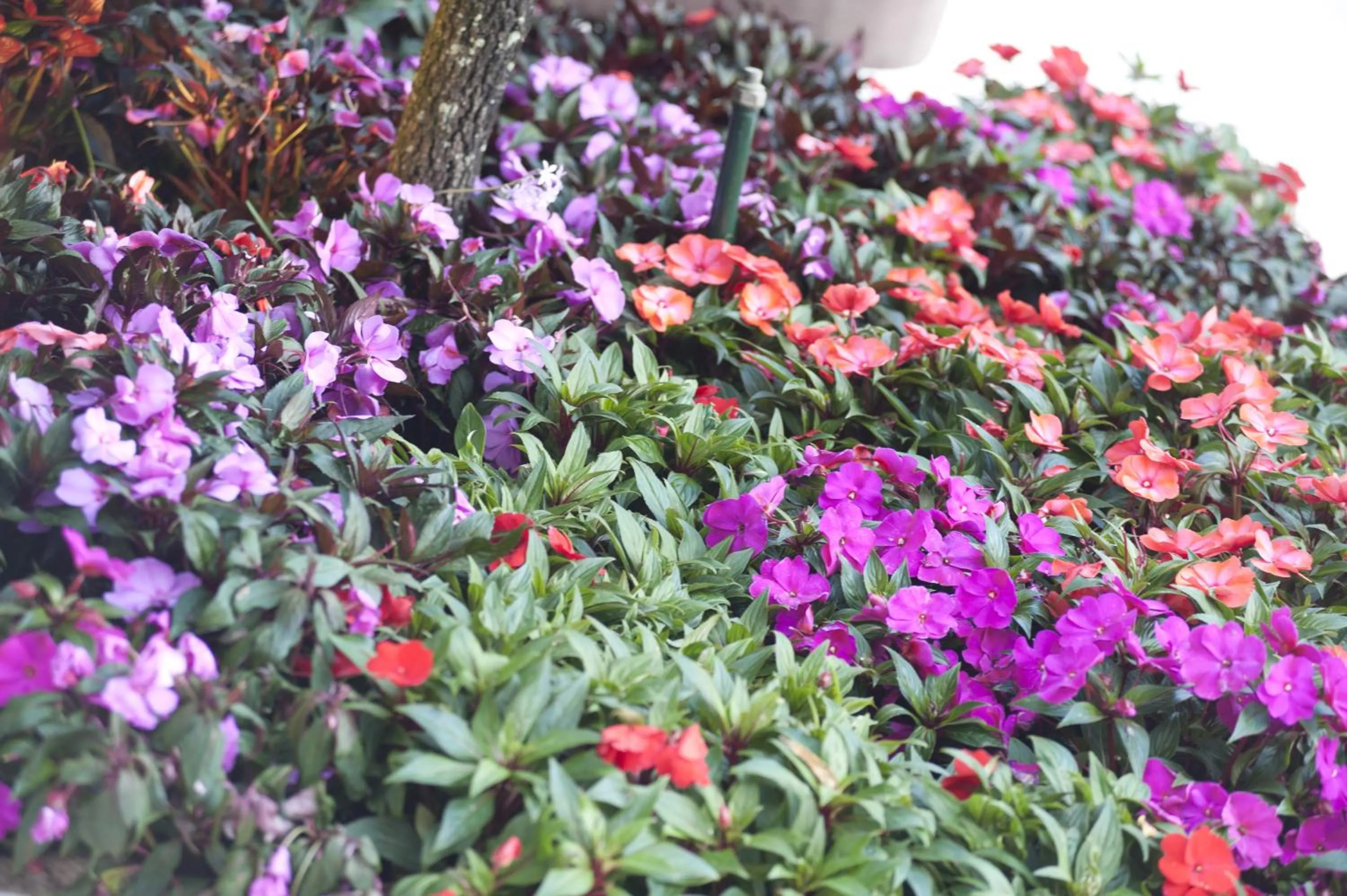 Garden in Quinta de Valverde
