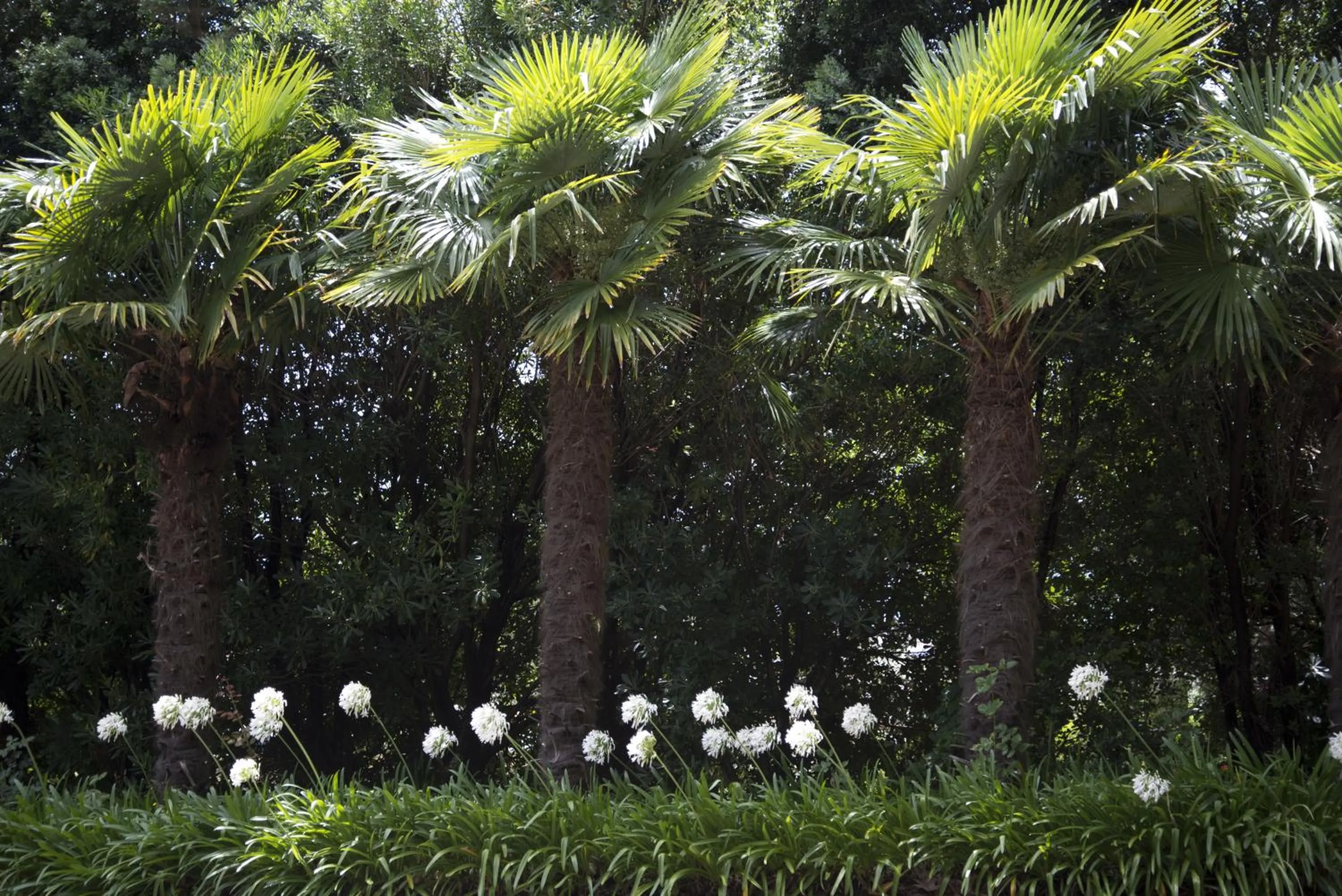 Garden in Quinta de Valverde