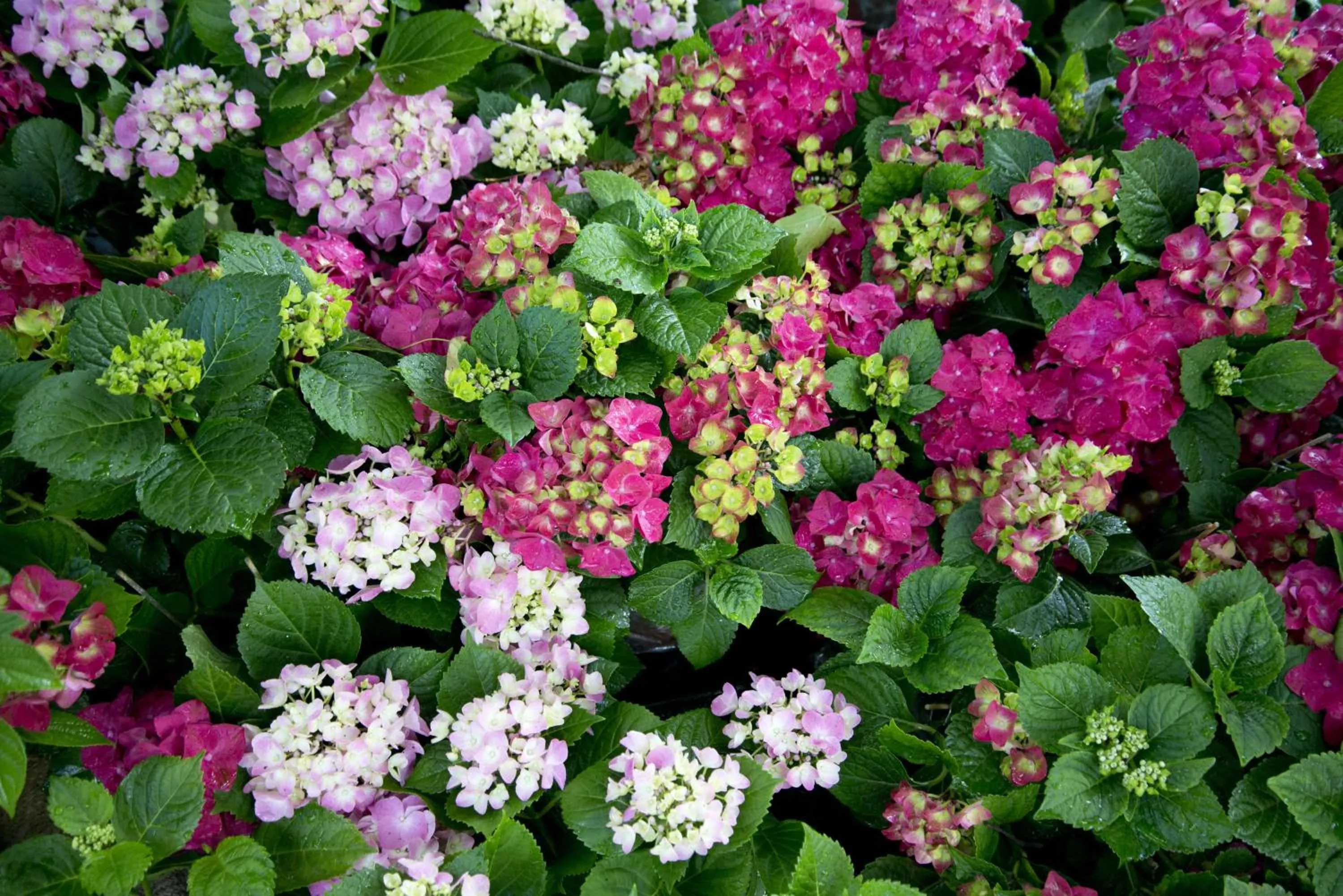 Garden in Quinta de Valverde