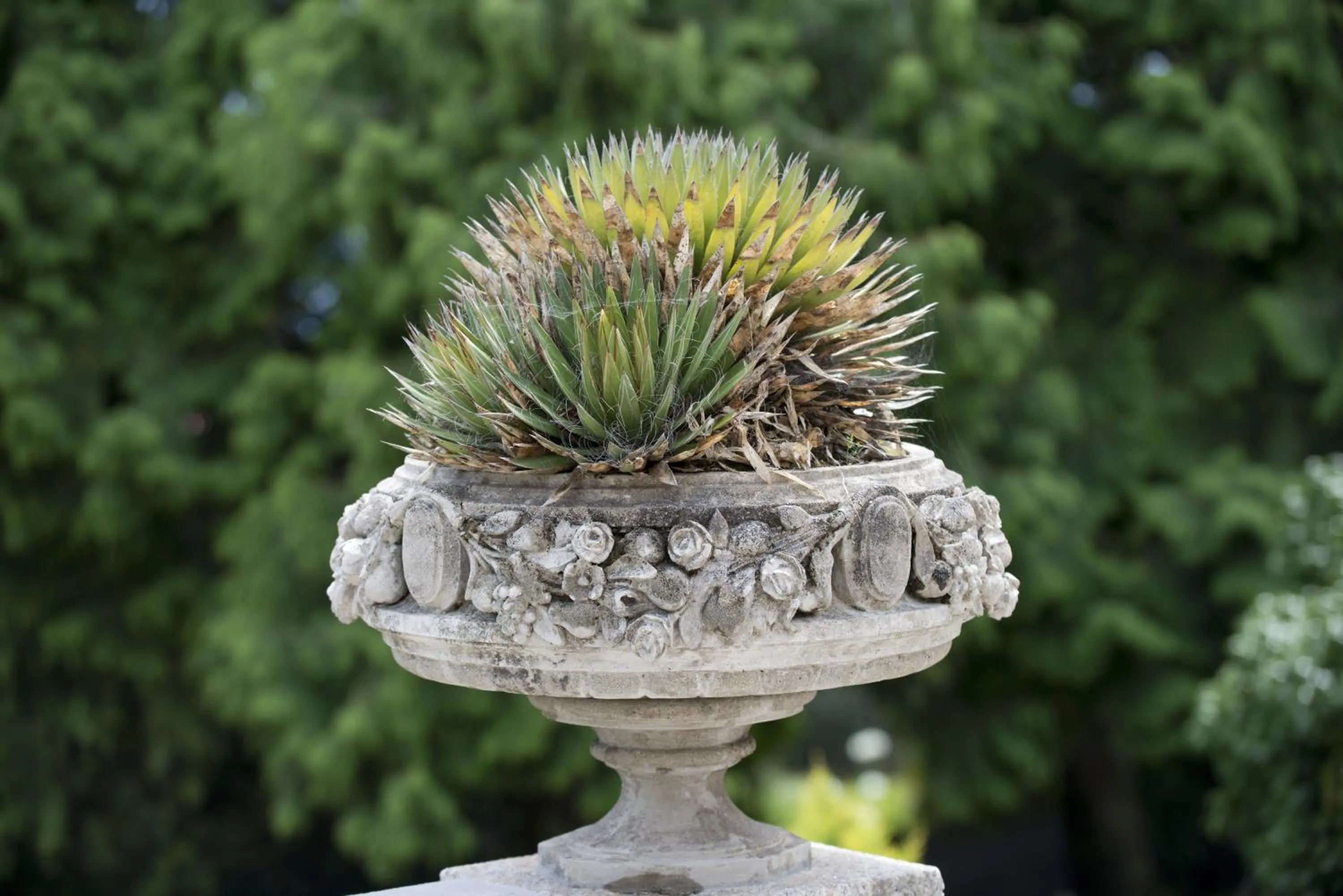 Garden in Quinta de Valverde