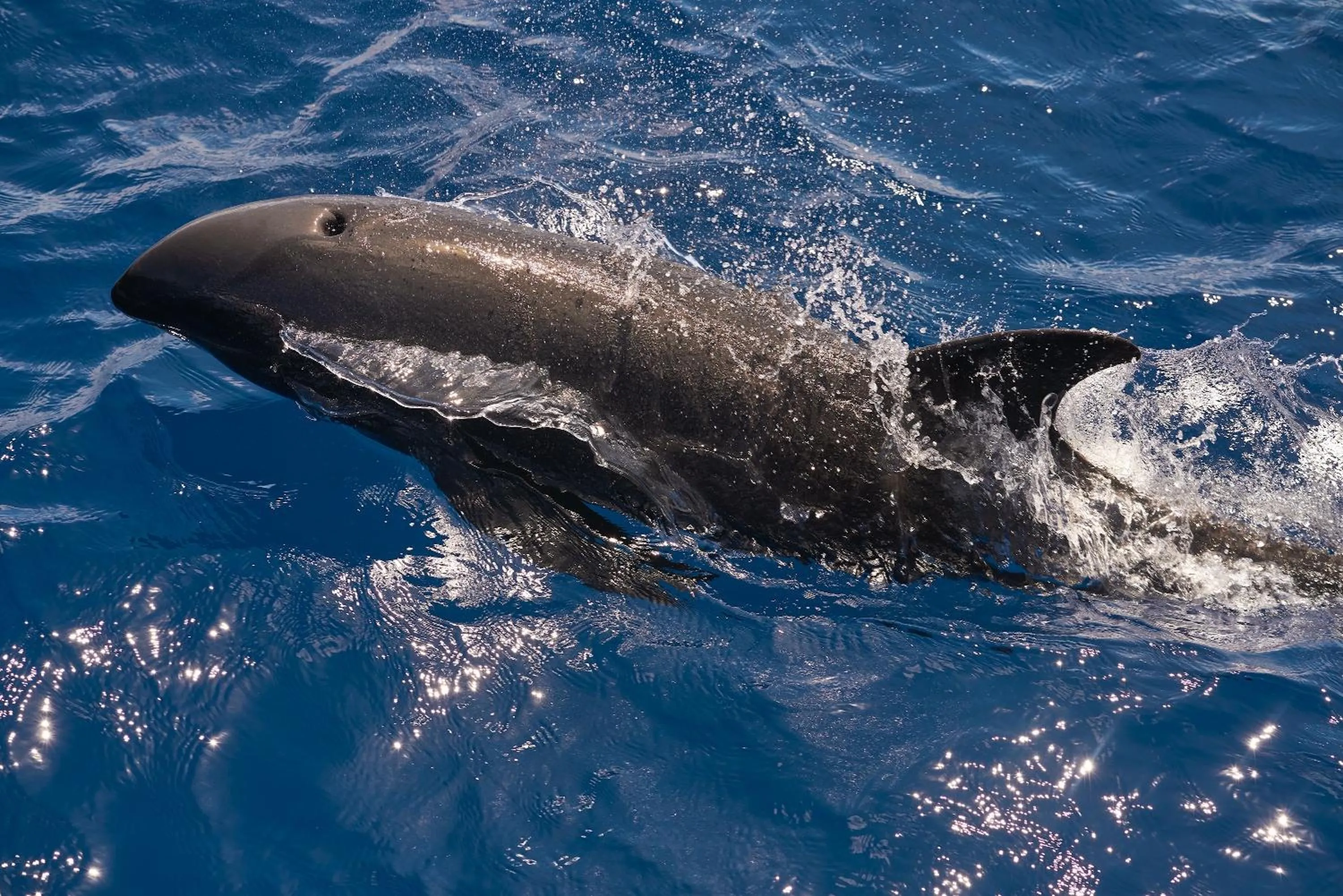 Animals in Raffles Maldives Meradhoo