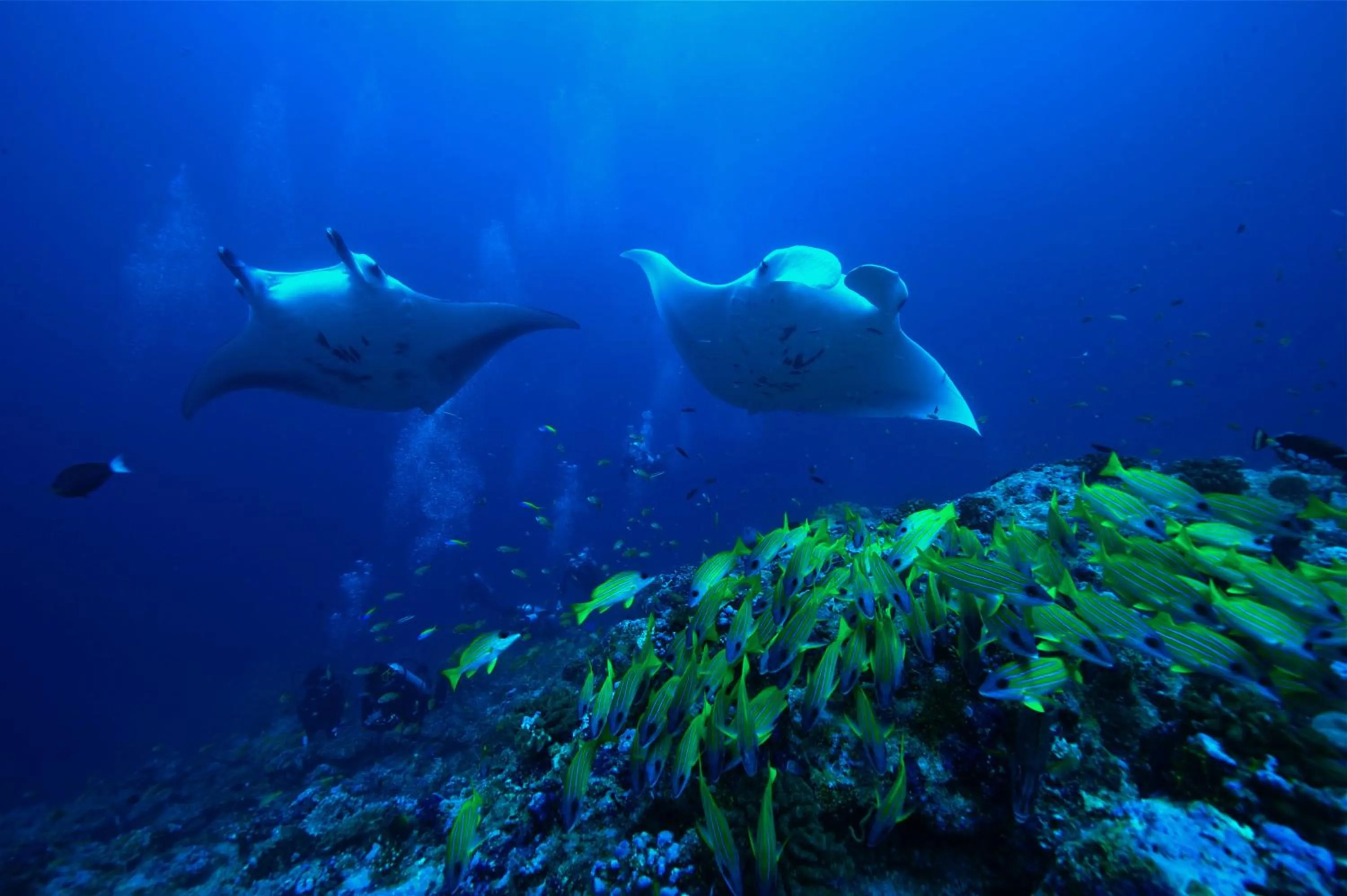 Snorkeling in Raffles Maldives Meradhoo