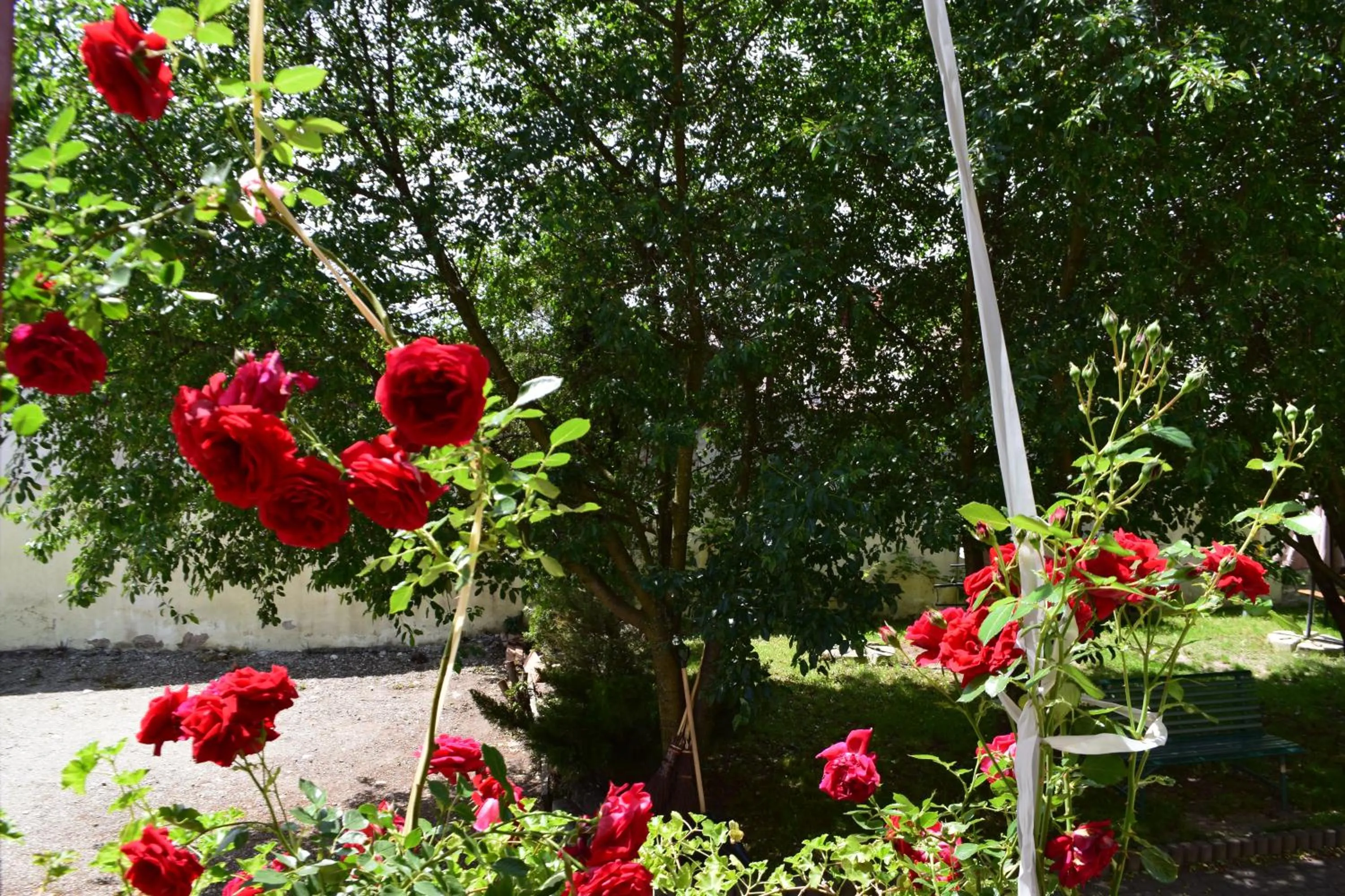 Natural landscape in Pension GreenHouse