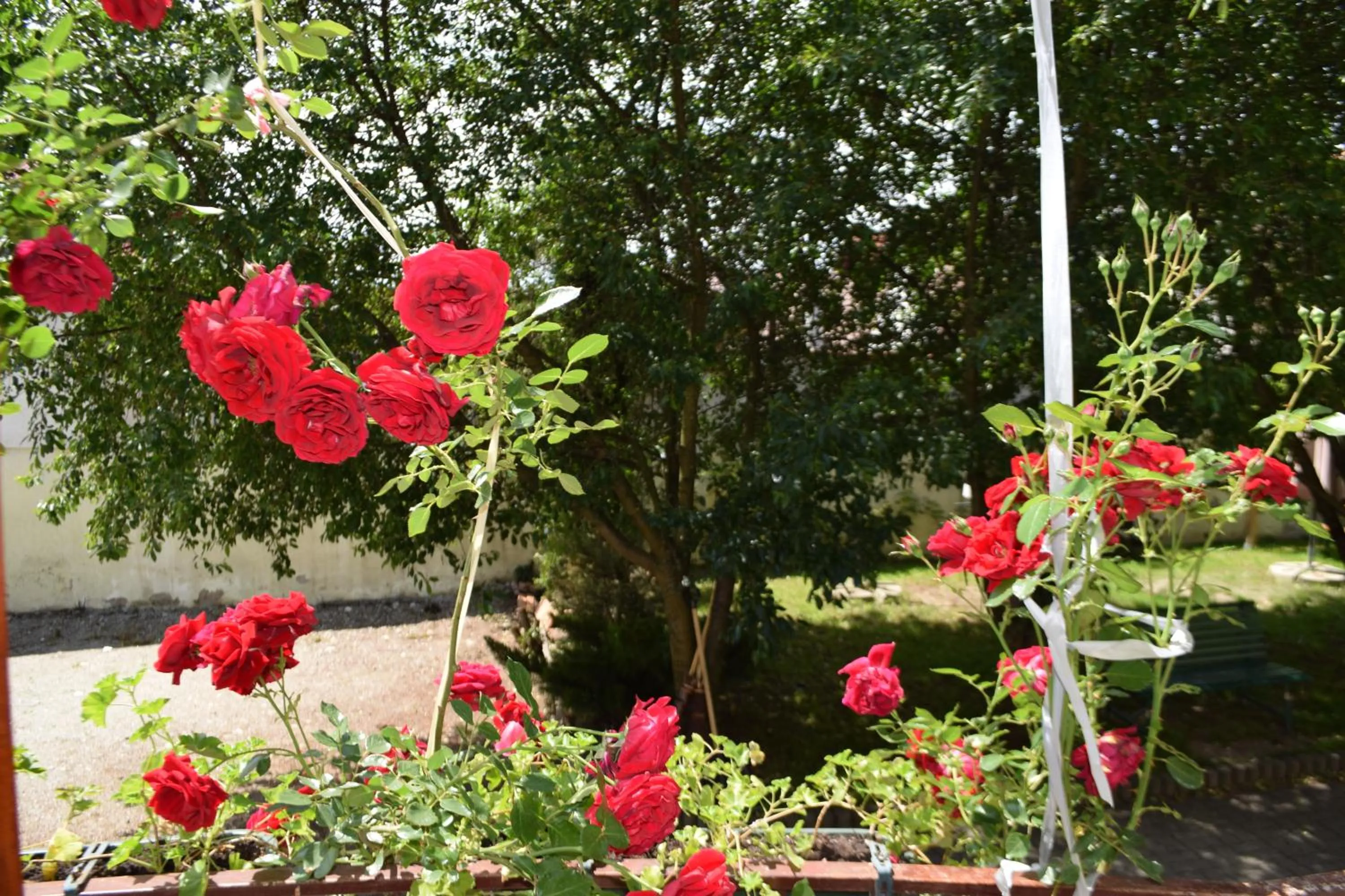 Natural landscape in Pension GreenHouse