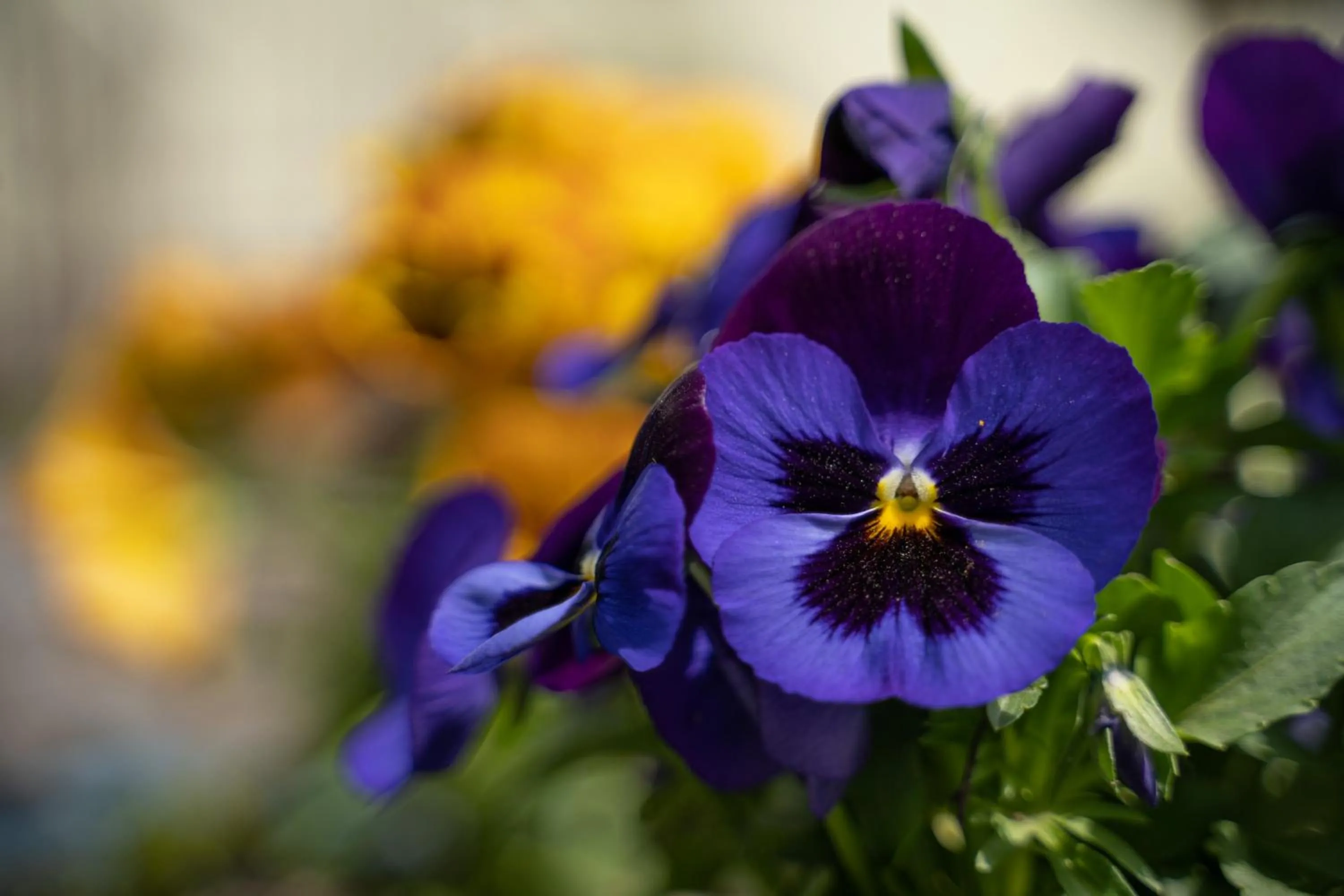 Animals in Pension GreenHouse