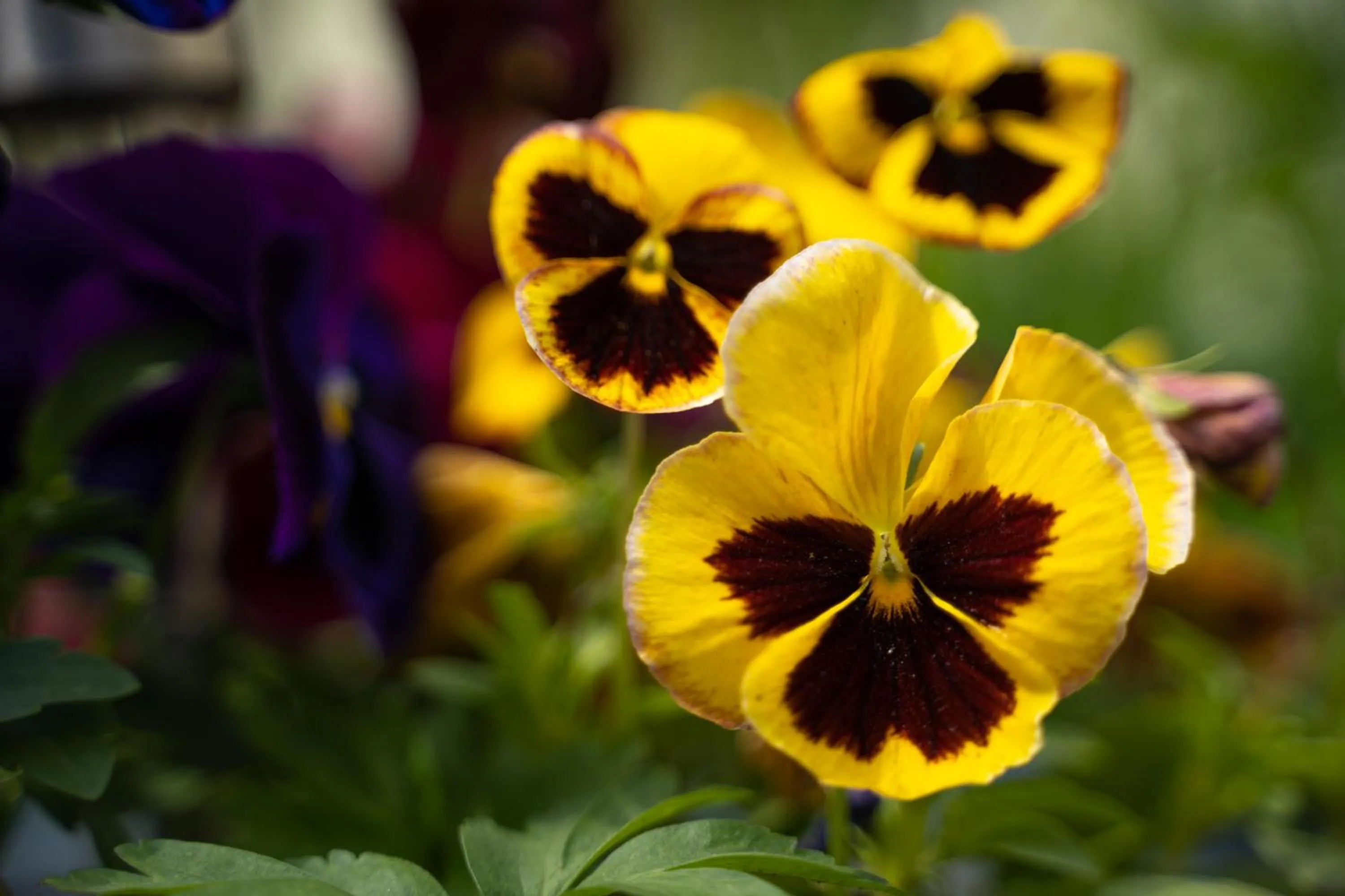 Animals in Pension GreenHouse