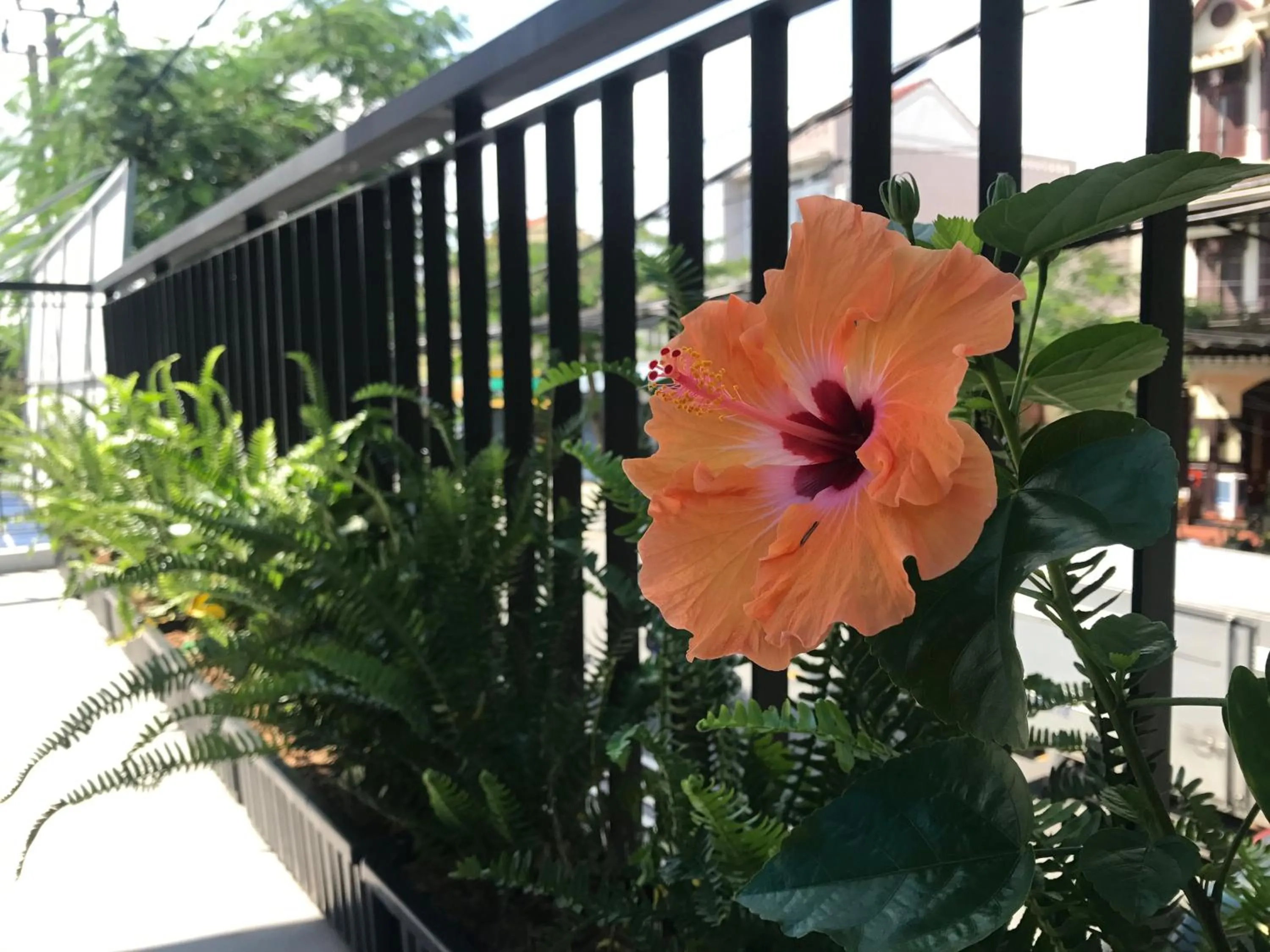 Balcony/Terrace in La An Homestay