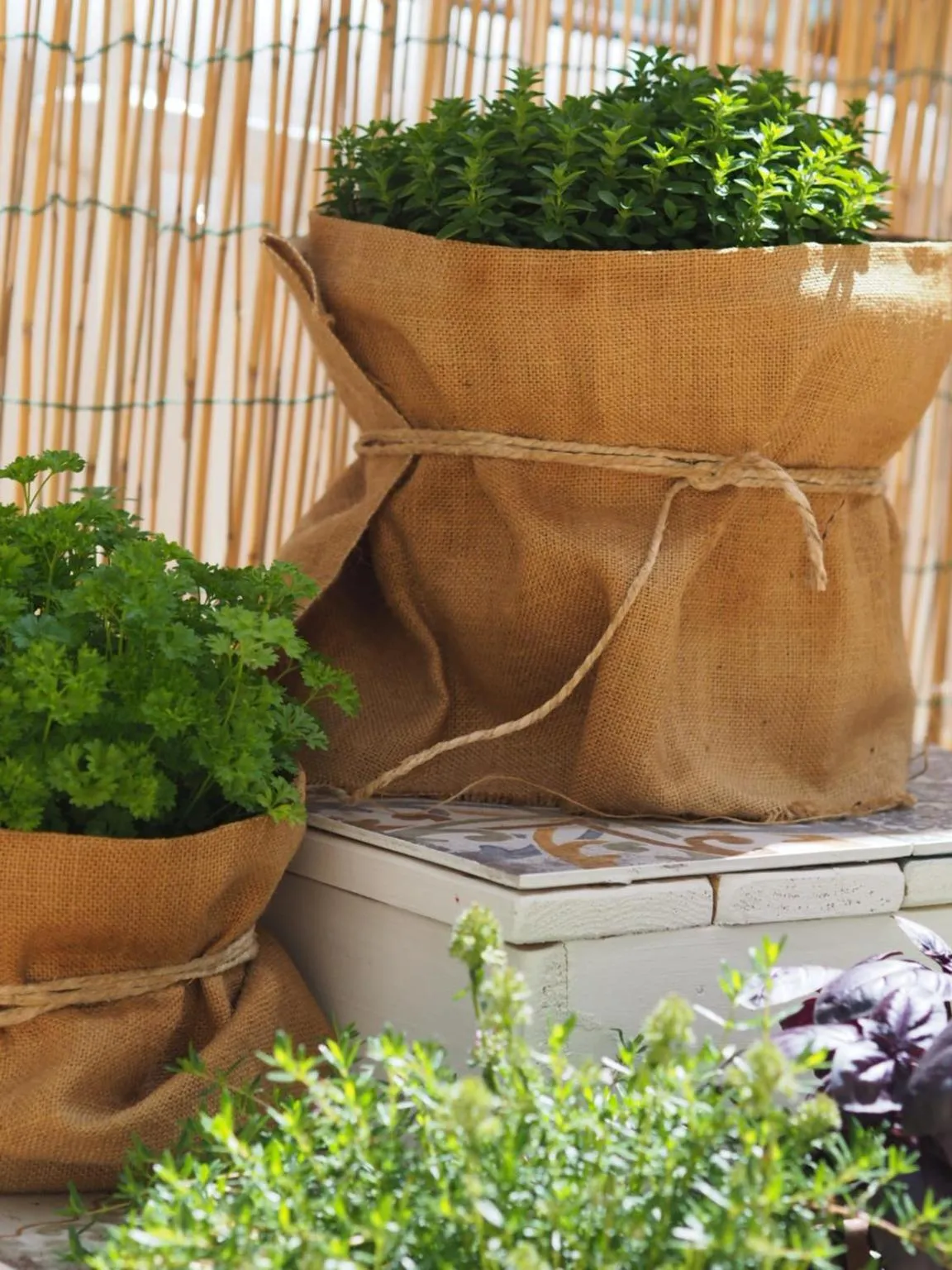 Patio in Hotel Letizia