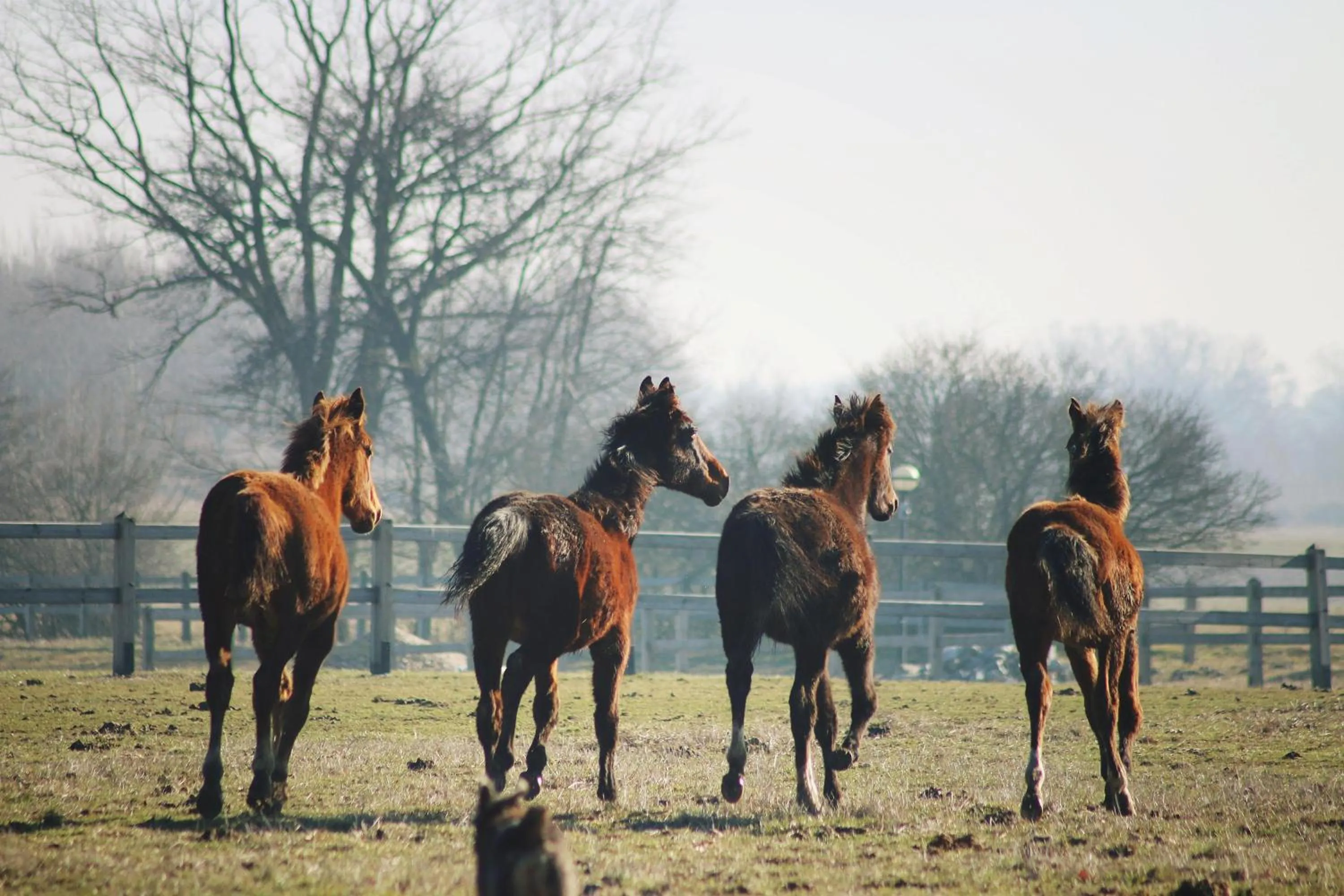 Animals in Hotel Jakubus