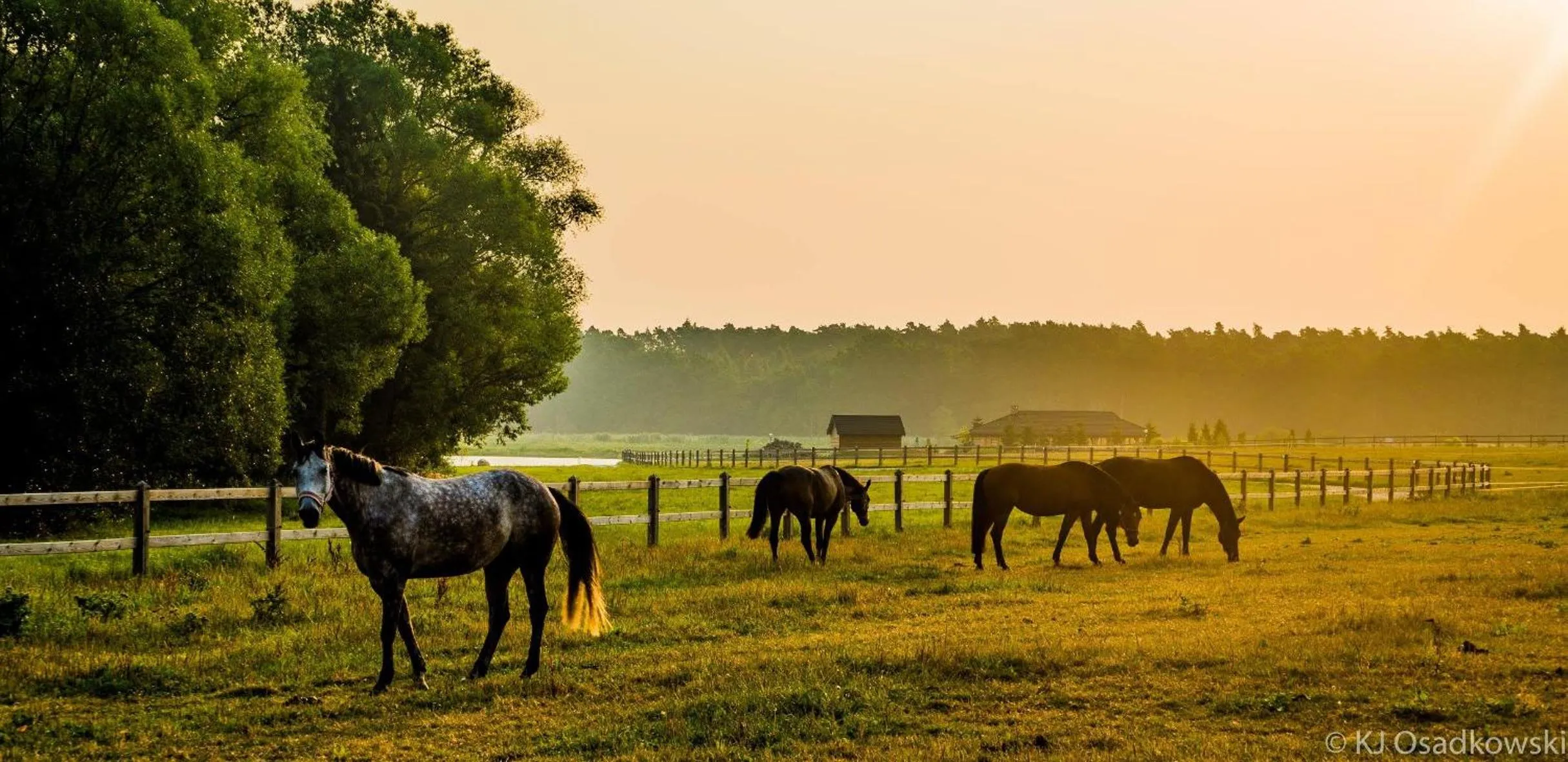 Animals in Hotel Jakubus