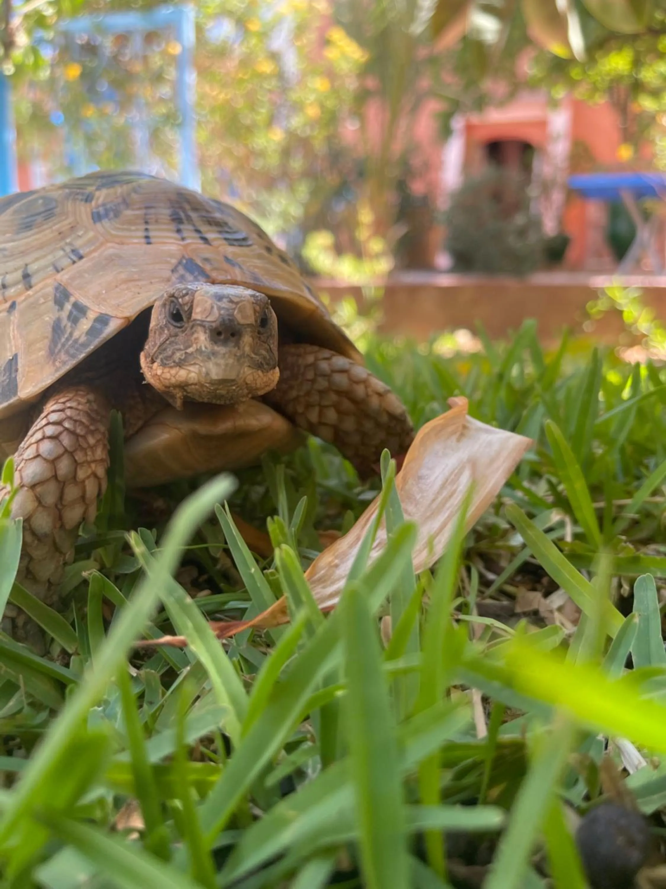 Garden in Hotel L'Arganier d'Ammelne
