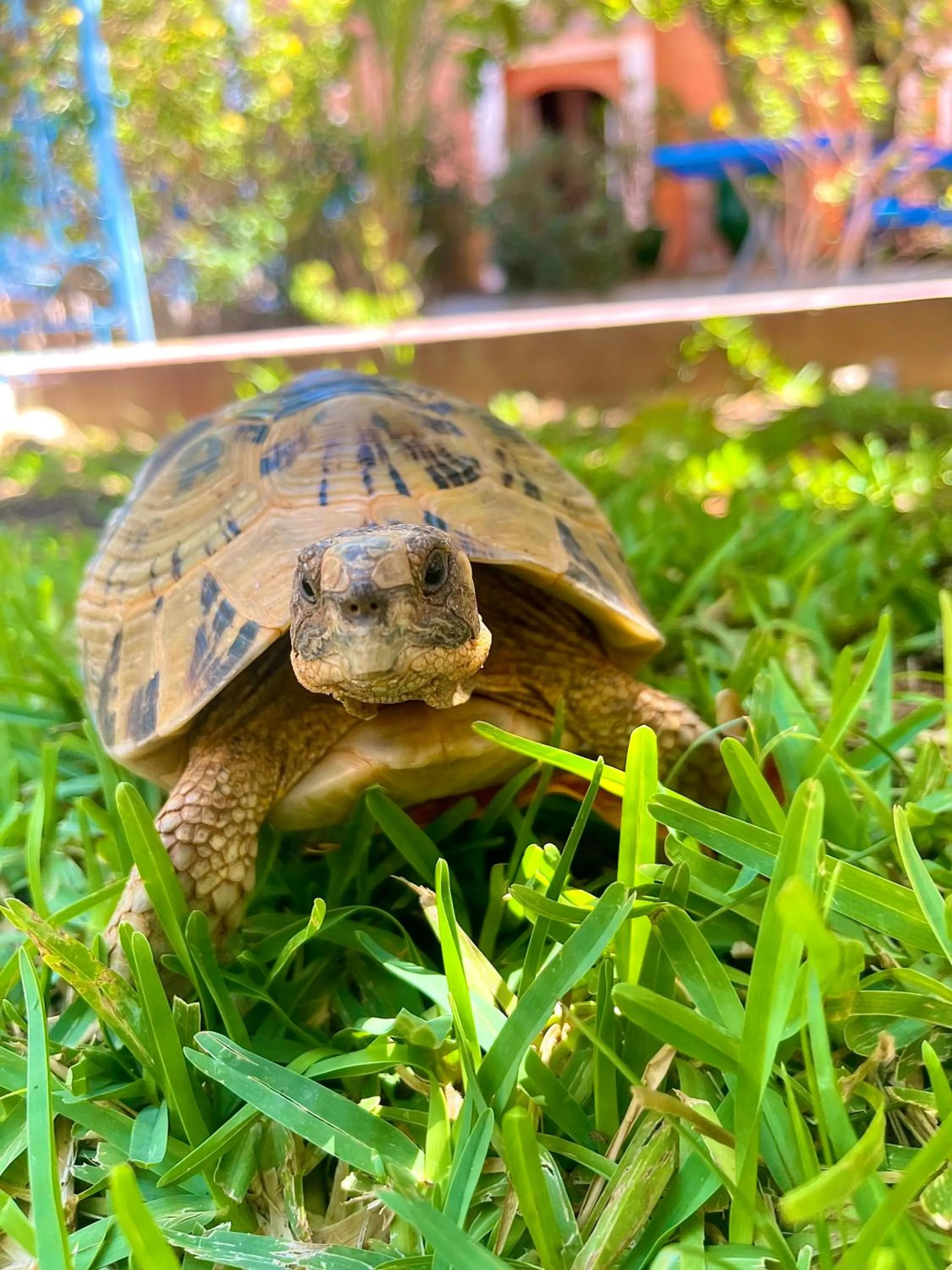 Garden in Hotel L'Arganier d'Ammelne