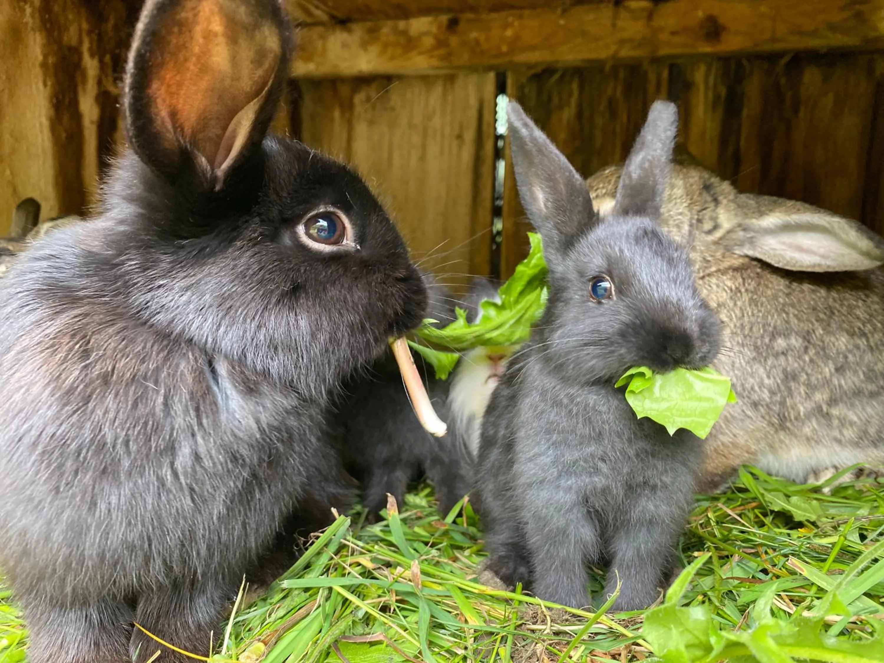 Animals in Hotel Starchlhof