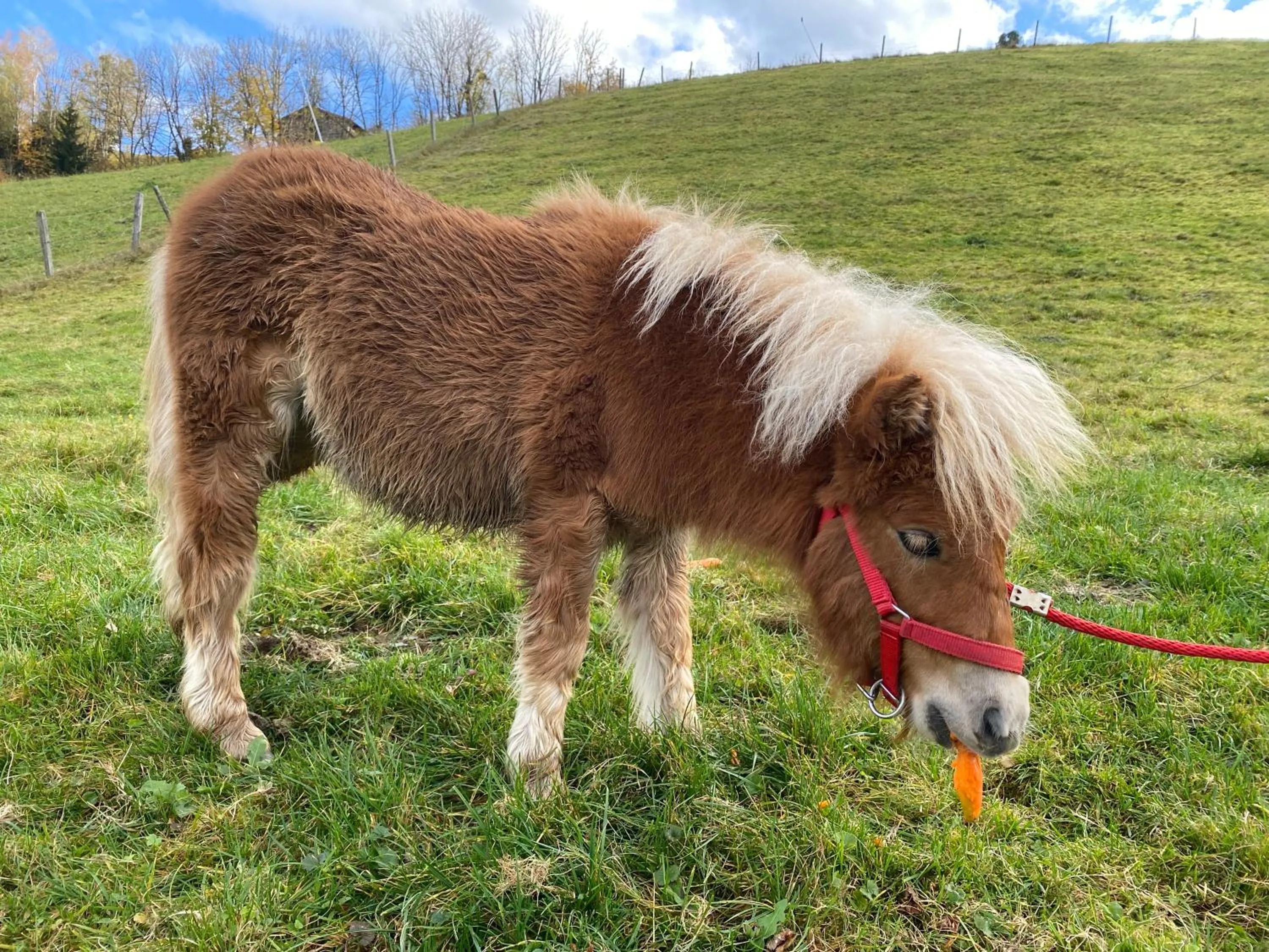 Animals in Hotel Starchlhof