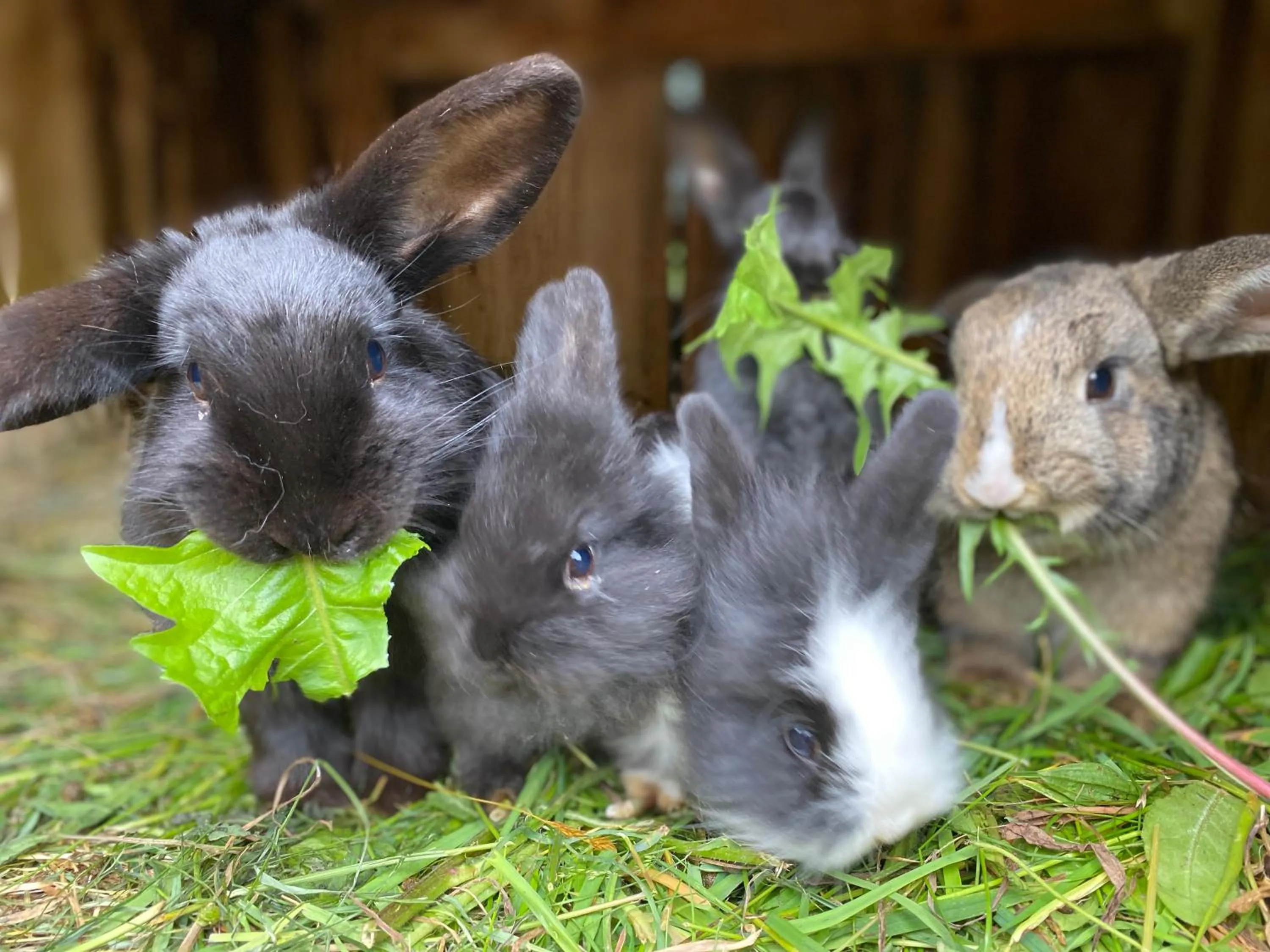 Animals in Hotel Starchlhof