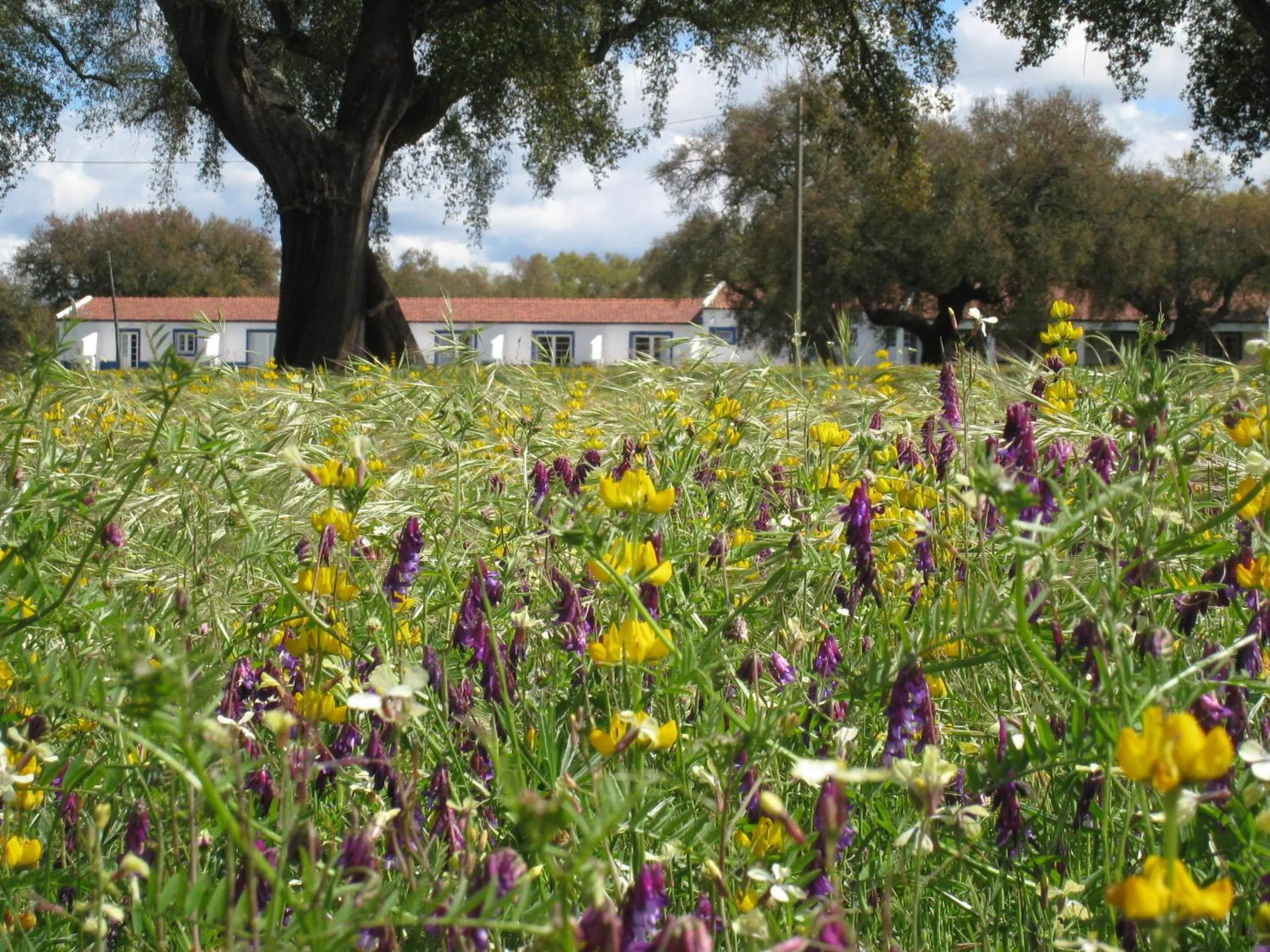 Garden in Monte das Faias Cork Farm Hotel