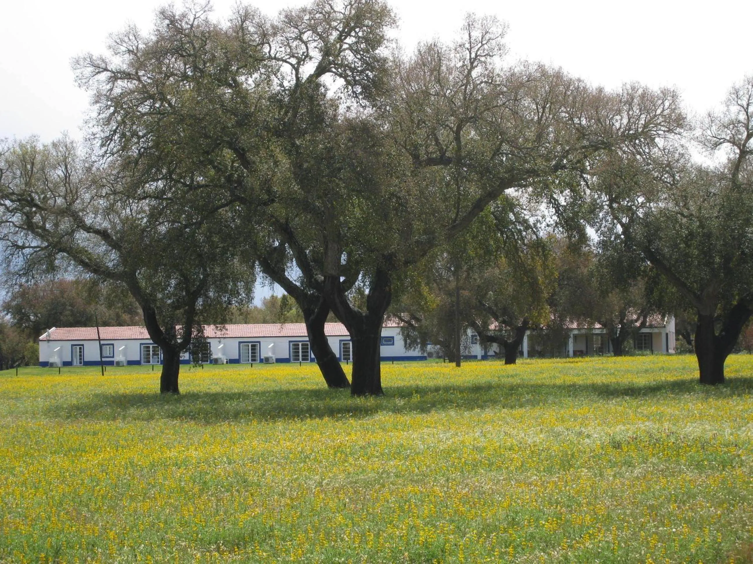 Property building in Monte das Faias Cork Farm Hotel