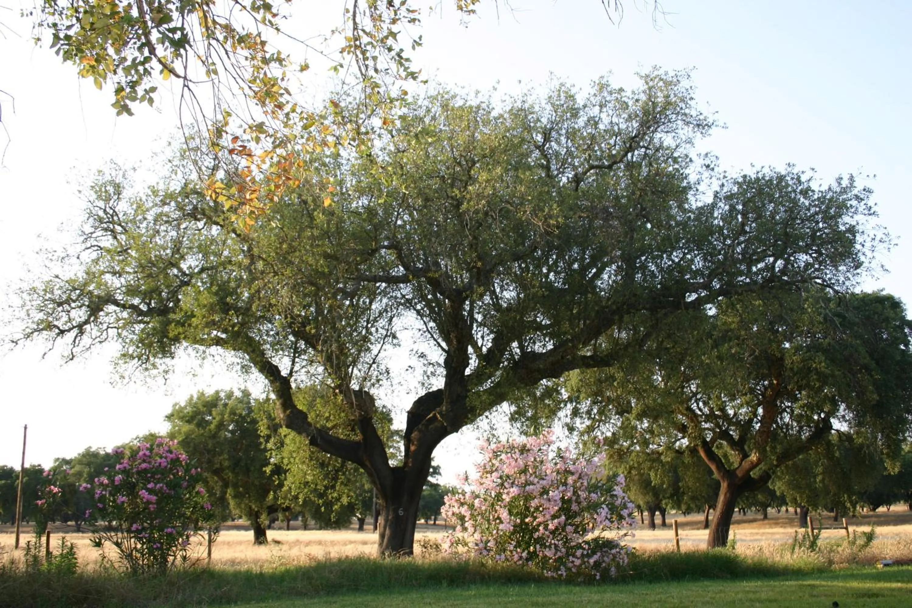 Garden in Monte das Faias Cork Farm Hotel